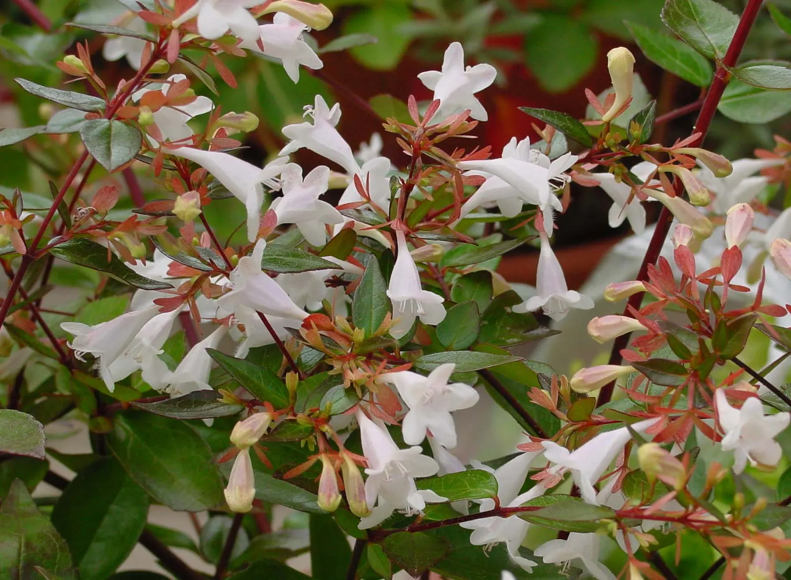Pink Abelia (Abelia X Grandiflora) — Preferring full sun to partial shade, it thrives in zones 6-9, and is ideal for borders or mass plantings, image 56