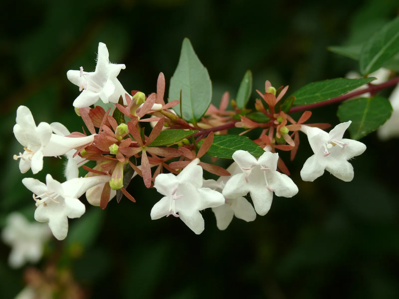 Pink Abelia (Abelia X Grandiflora) — pink flowers in the garden; thriving in USDA Hardiness Zones 5 through 9, image 76