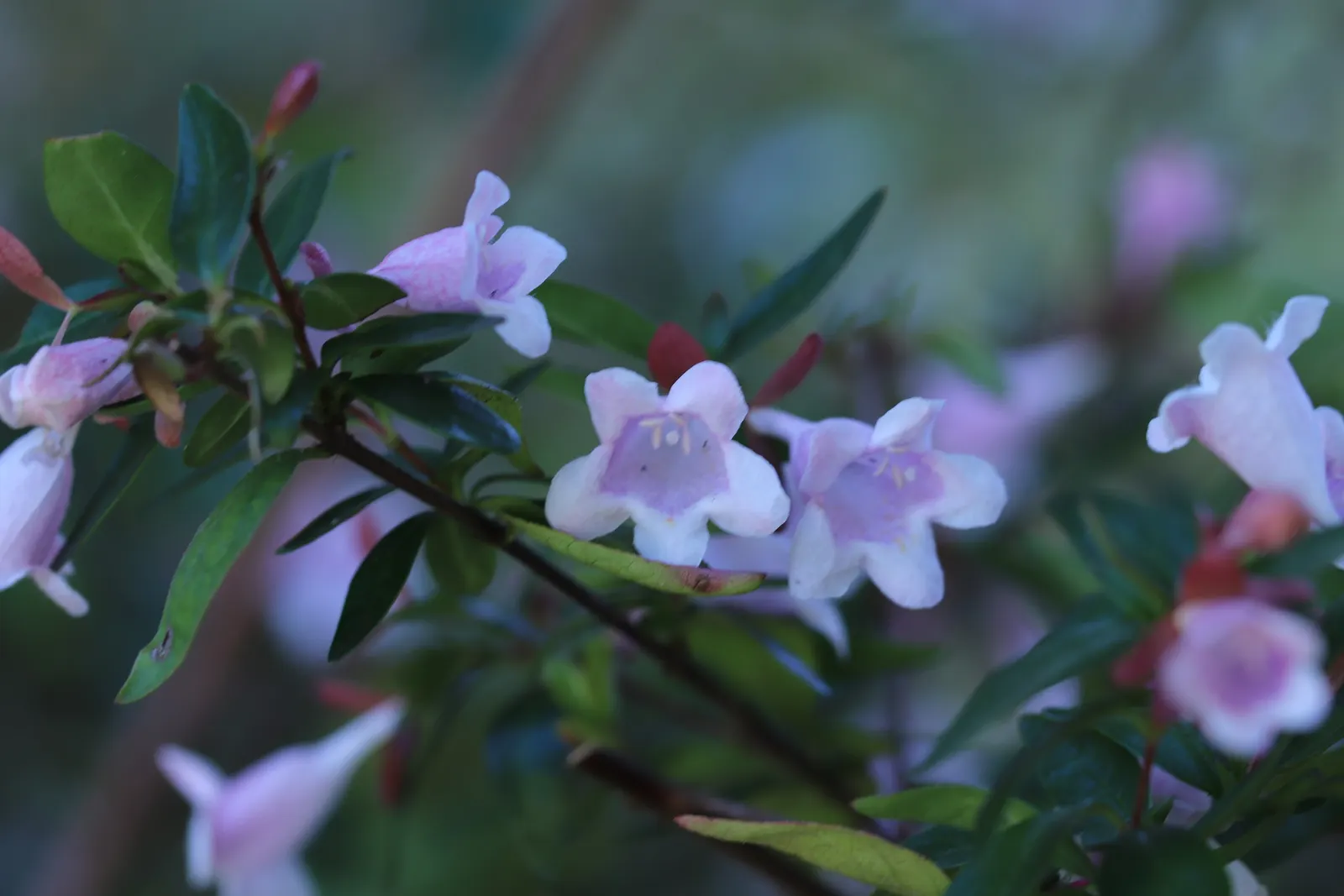 Pink Abelia (Abelia X Grandiflora) — When designing with the Pink Abelia