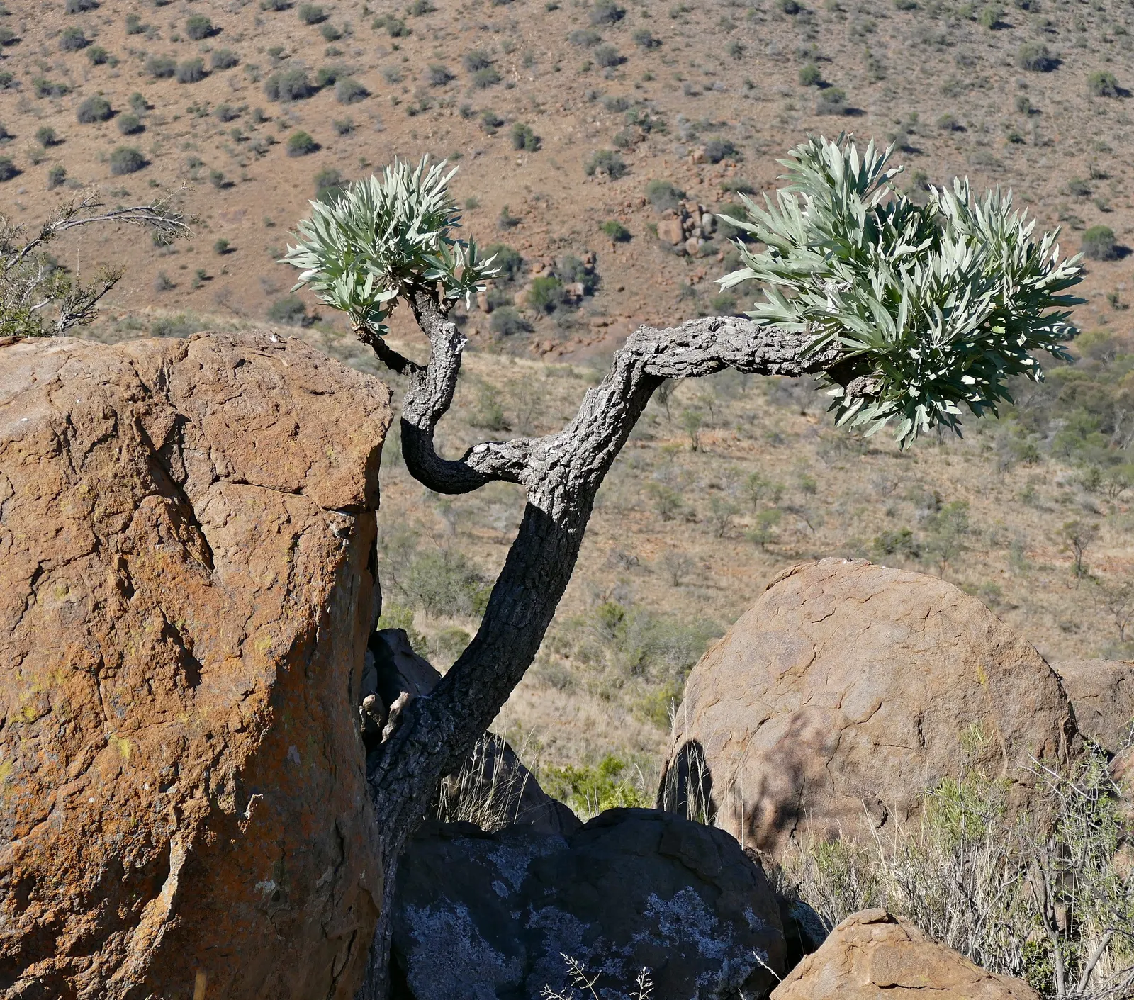 Mountain Cabbage Tree (Cussonia Paniculata V. Sinuata) — sinuata, is a sculptural plant reaching 15-20 ft