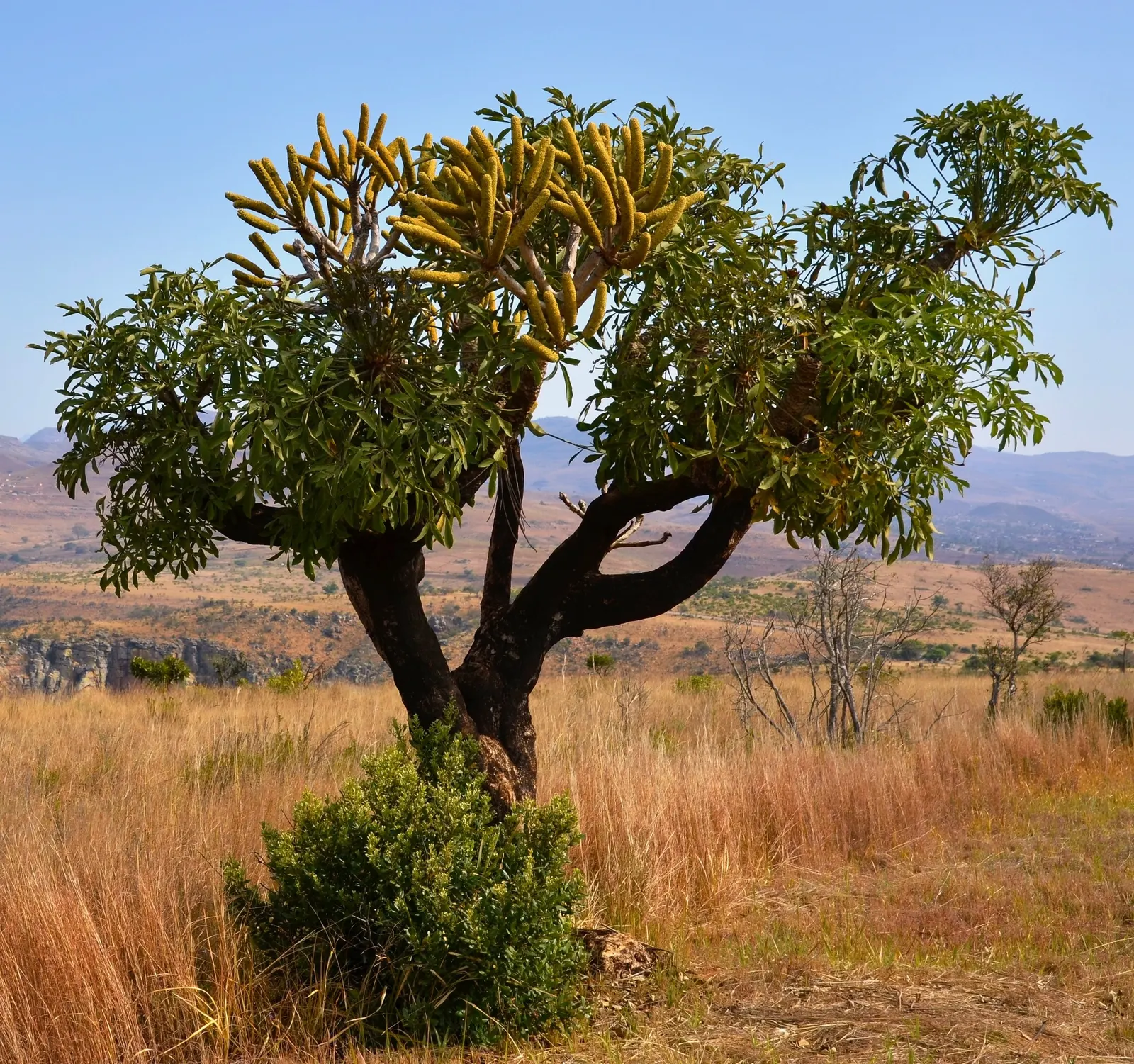 Mountain Cabbage Tree (Cussonia Paniculata V. Sinuata) — The Mountain Cabbage Tree, Cussonia paniculata v