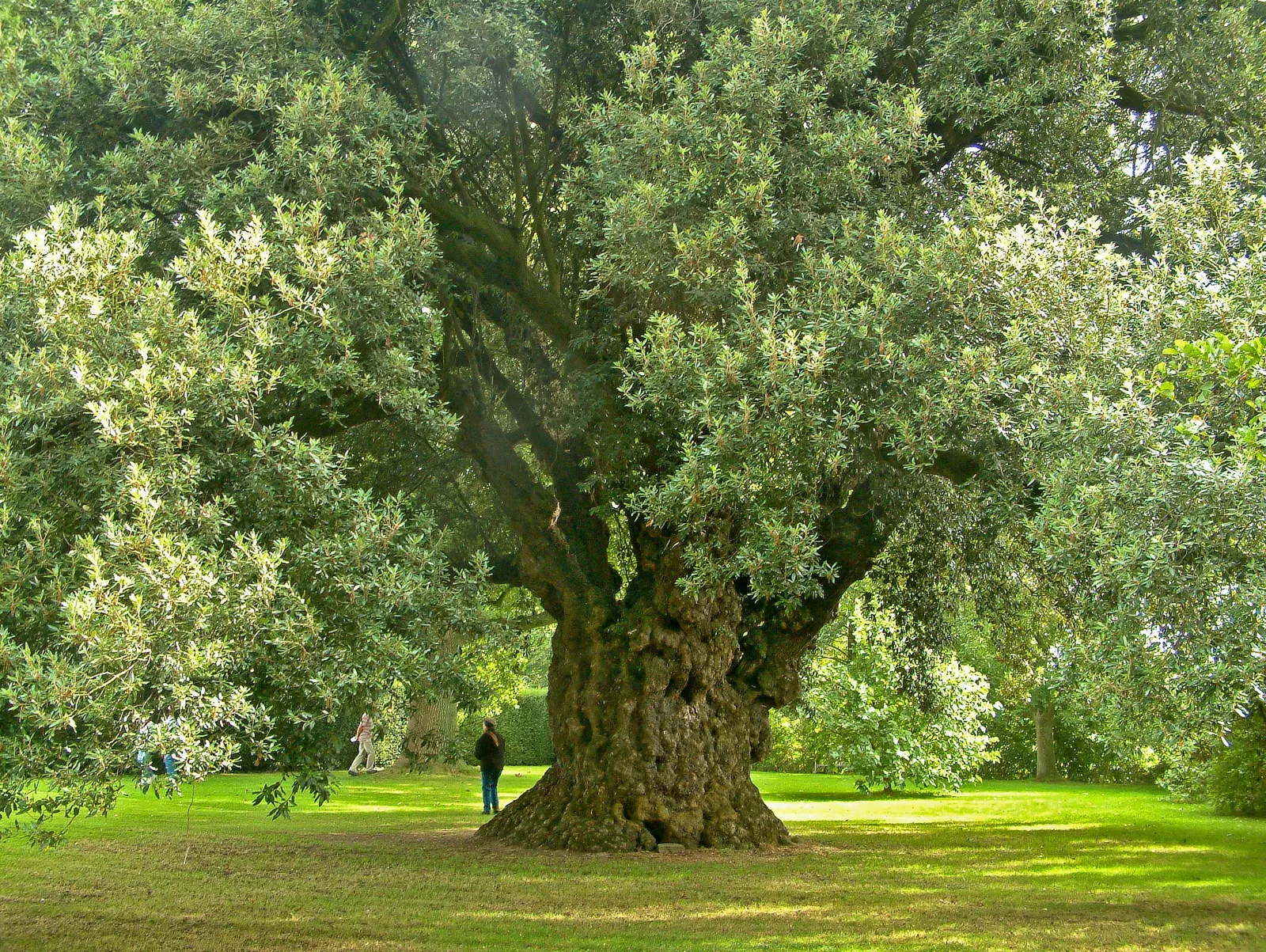 Netleaf Oak (Quercus Rugosa) — has a unique corrugated appearance with wavy margins; though it prefers well-draining sites