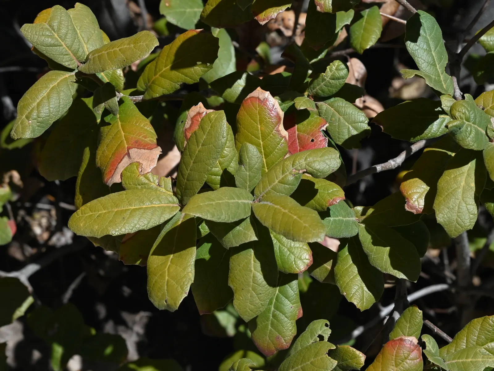 Netleaf Oak (Quercus Rugosa) — is a robust deciduous tree notable for its adaptability and picturesque form; originating from high-altitude forests in the