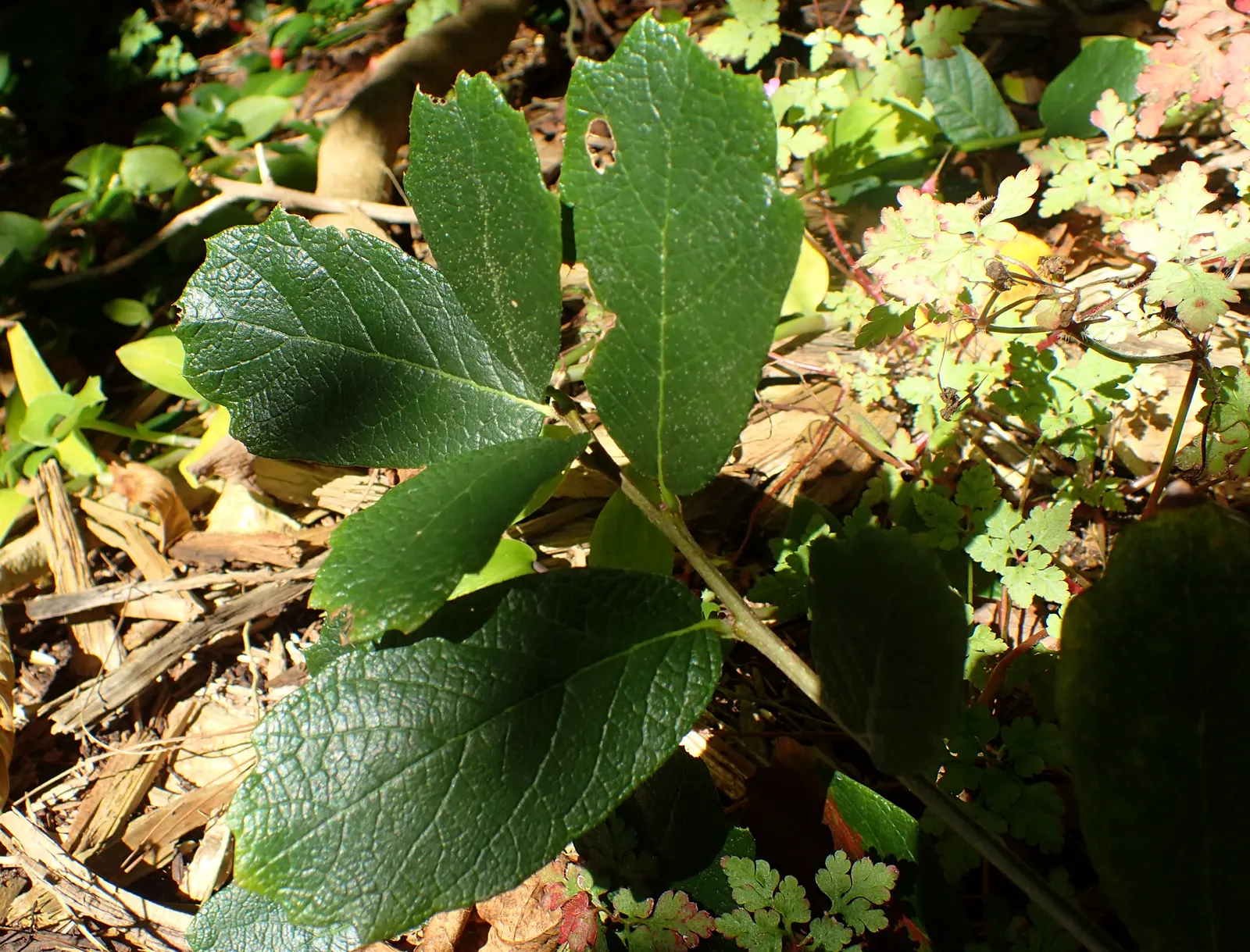 Netleaf Oak (Quercus Rugosa) — turning a rich golden-brown in the fall before shedding; tree for full or half