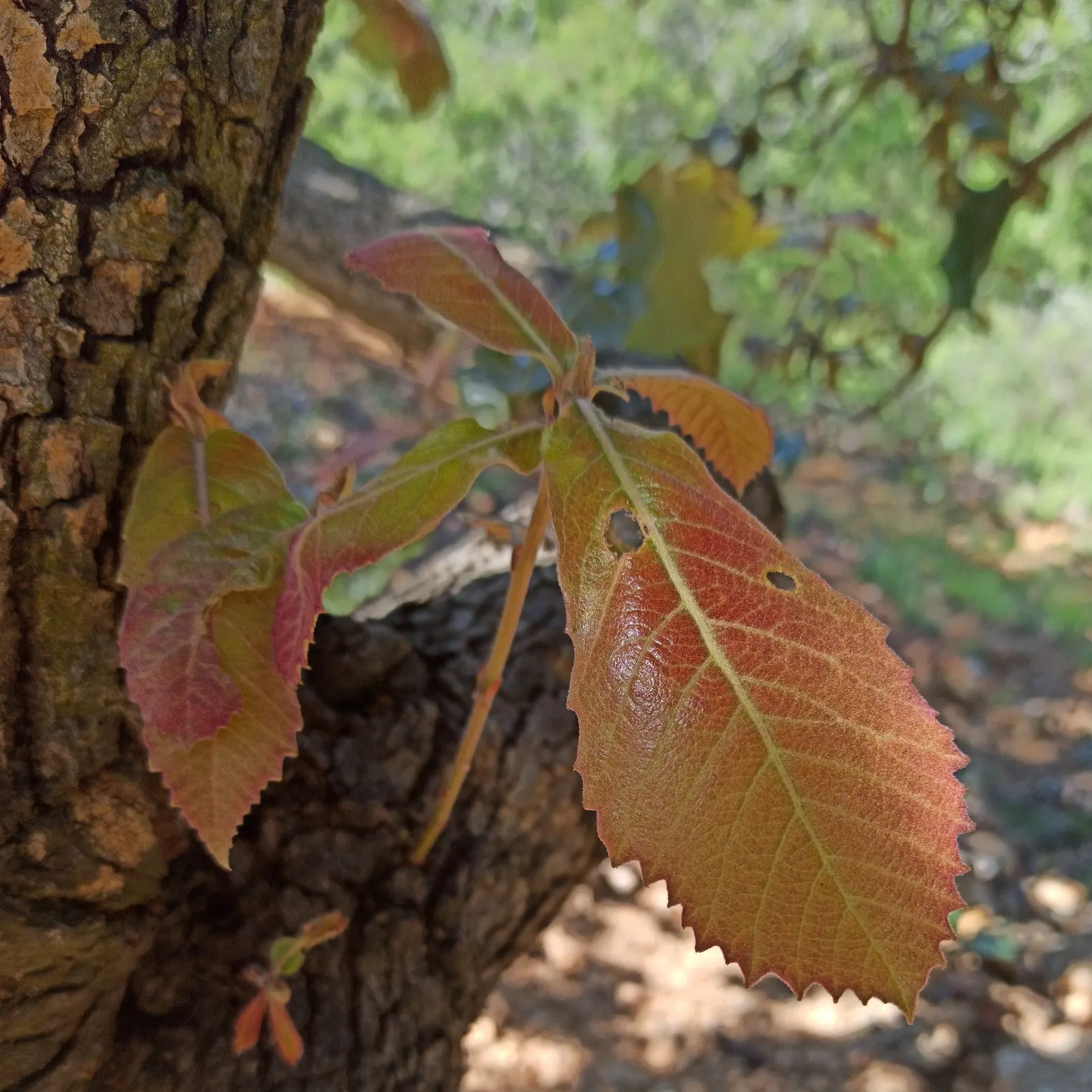 Netleaf Oak (Quercus Rugosa) — Its acorns attract wildlife, making it ideal for naturalistic landscapes and habitat restoration projects