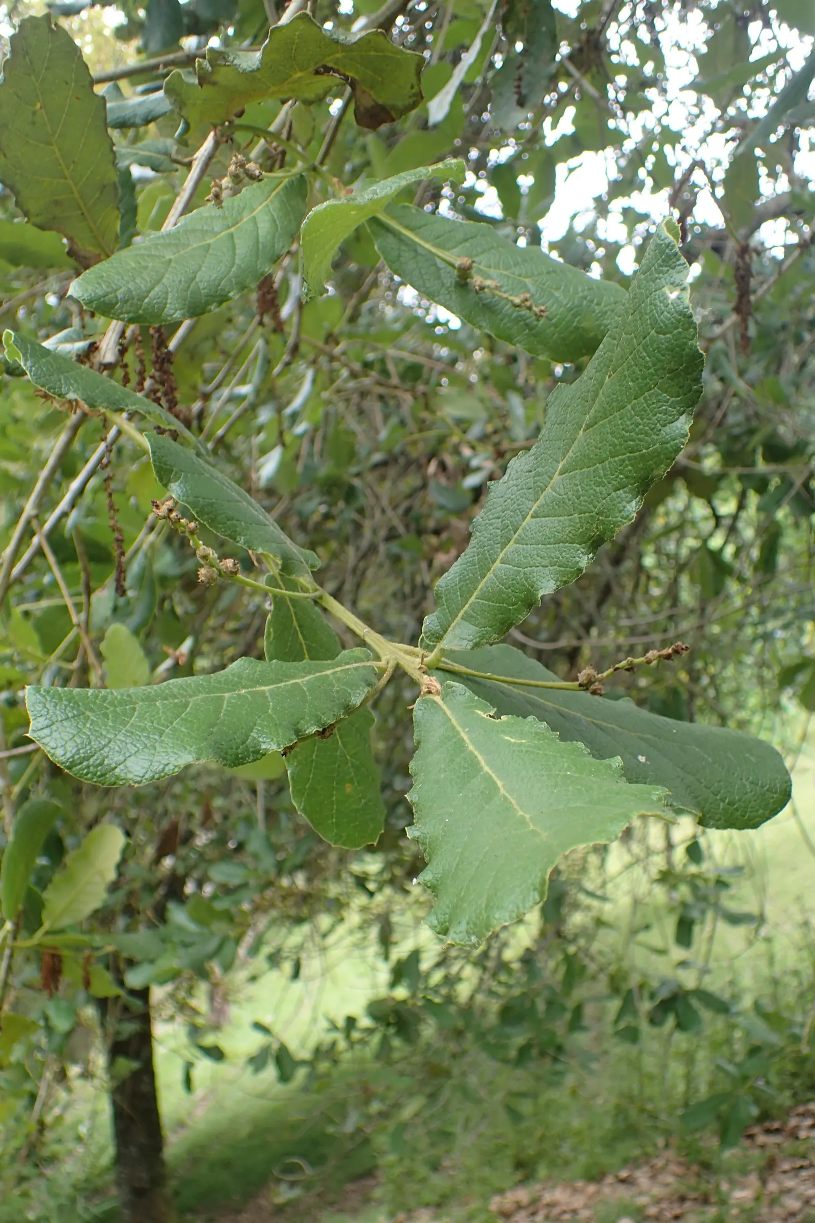 Netleaf Oak (Quercus Rugosa) — It also withstands urban pollution and occasional drought once established