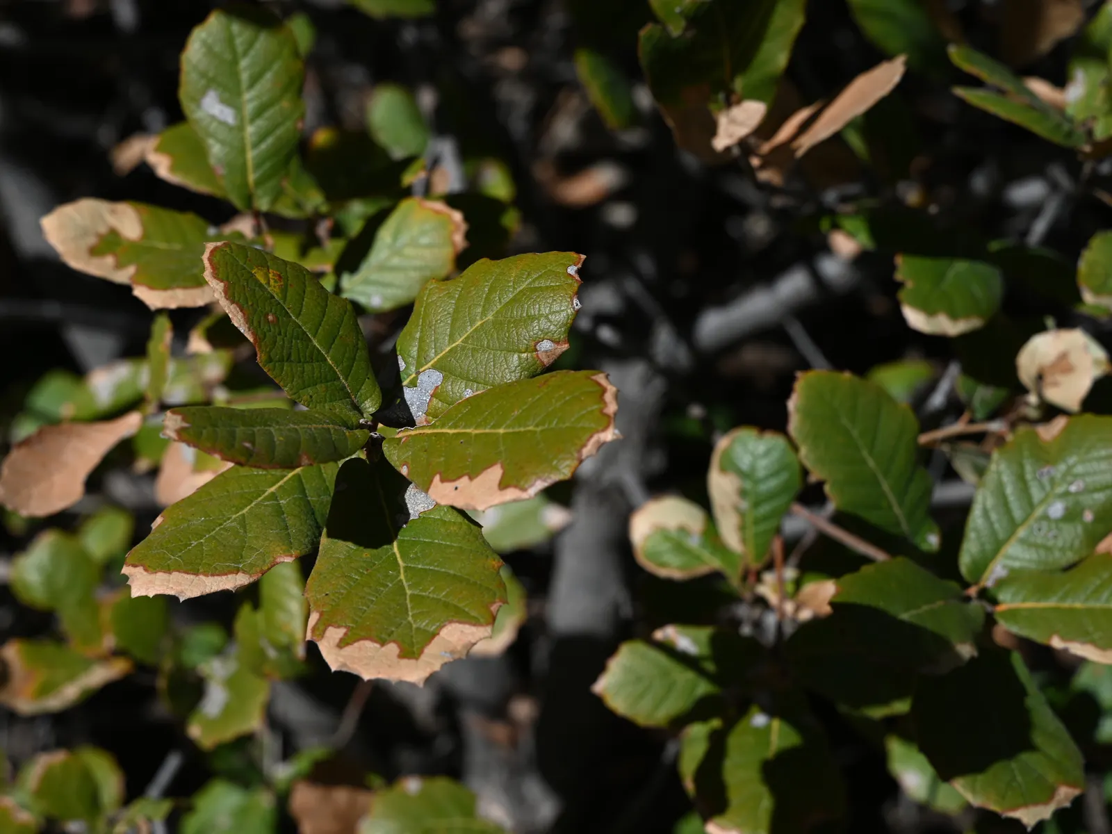 Netleaf Oak (Quercus Rugosa) — which ranges from 3 to 6 inches in length; is a robust deciduous tree notable for its adaptability and picturesque form