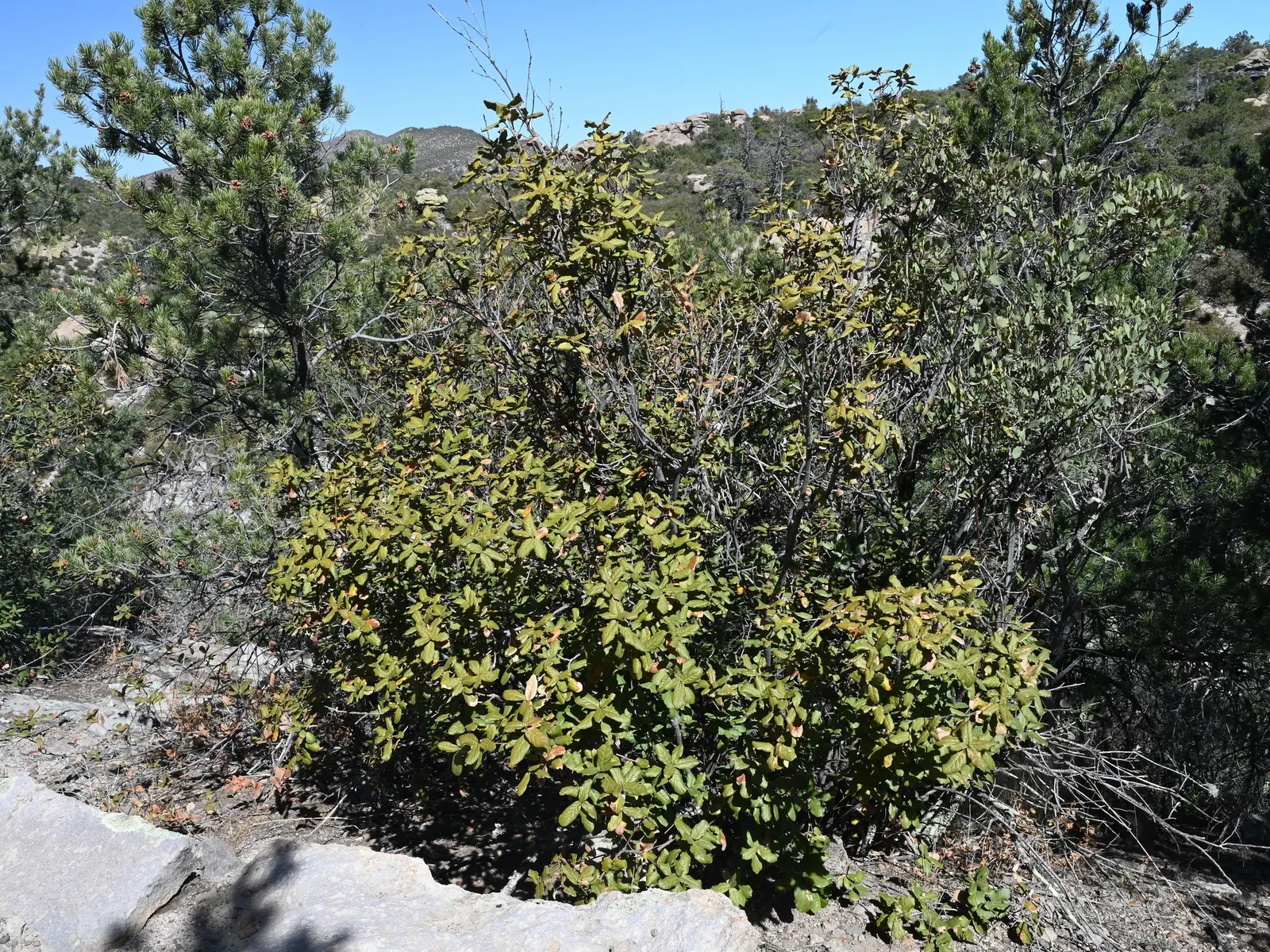 Netleaf Oak (Quercus Rugosa) — and consider the ecological benefits of supporting wildlife