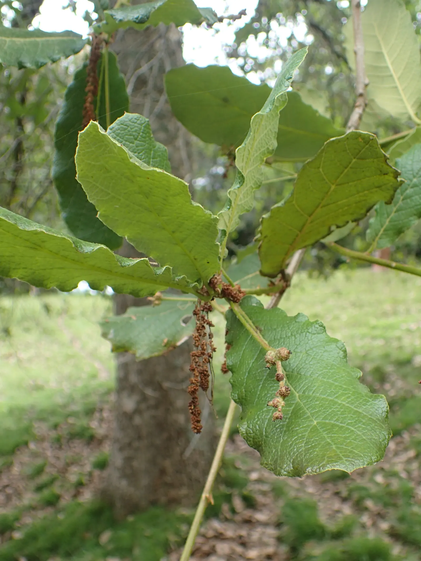 Netleaf Oak (Quercus Rugosa) — has a unique corrugated appearance with wavy margins