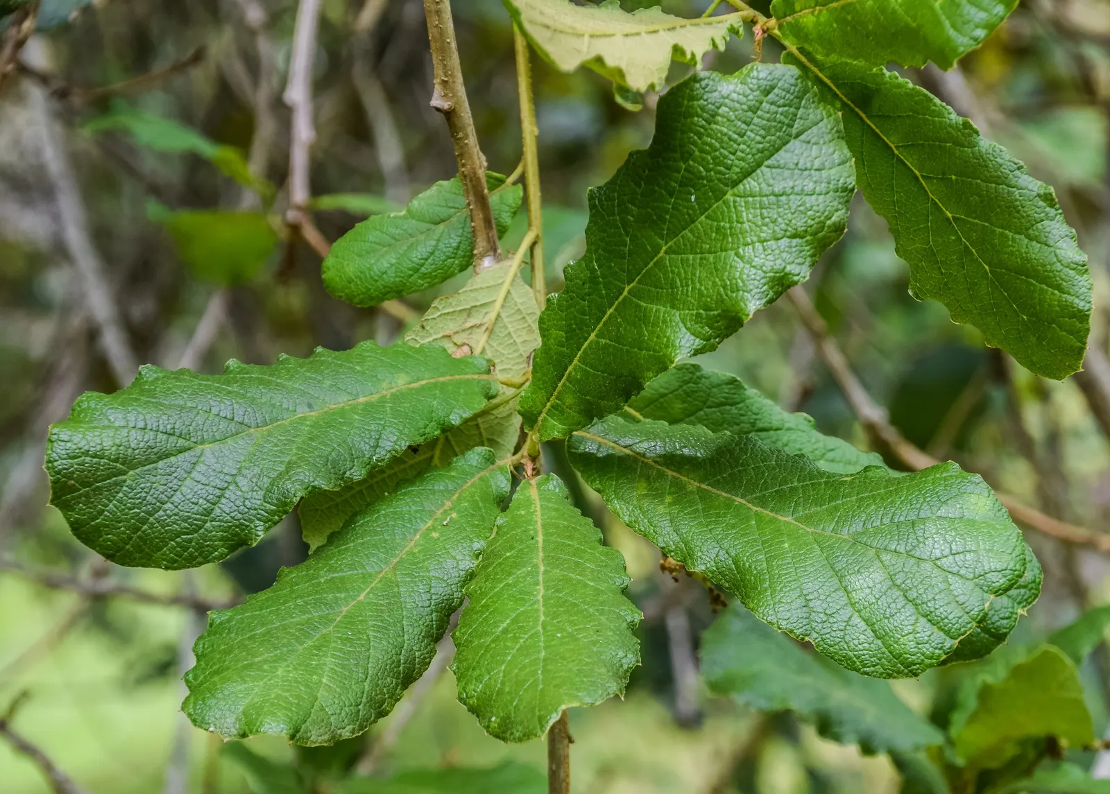 Netleaf Oak (Quercus Rugosa) — tree for full or half