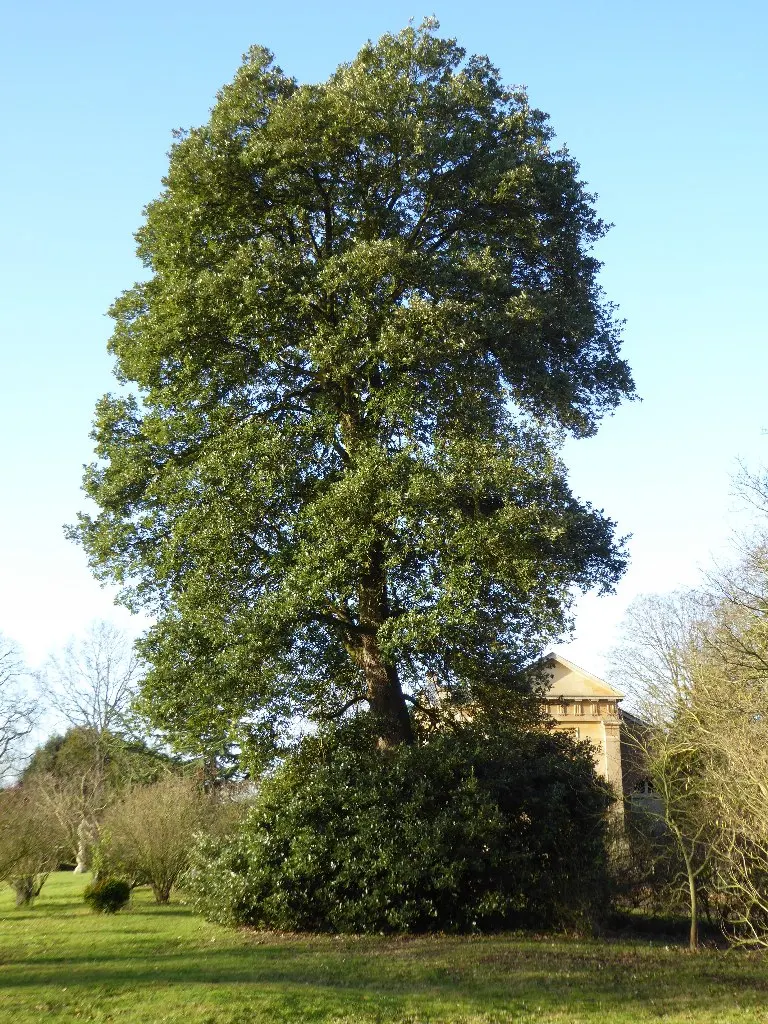 Netleaf Oak (Quercus Rugosa) — is a robust deciduous tree notable for its adaptability and picturesque form