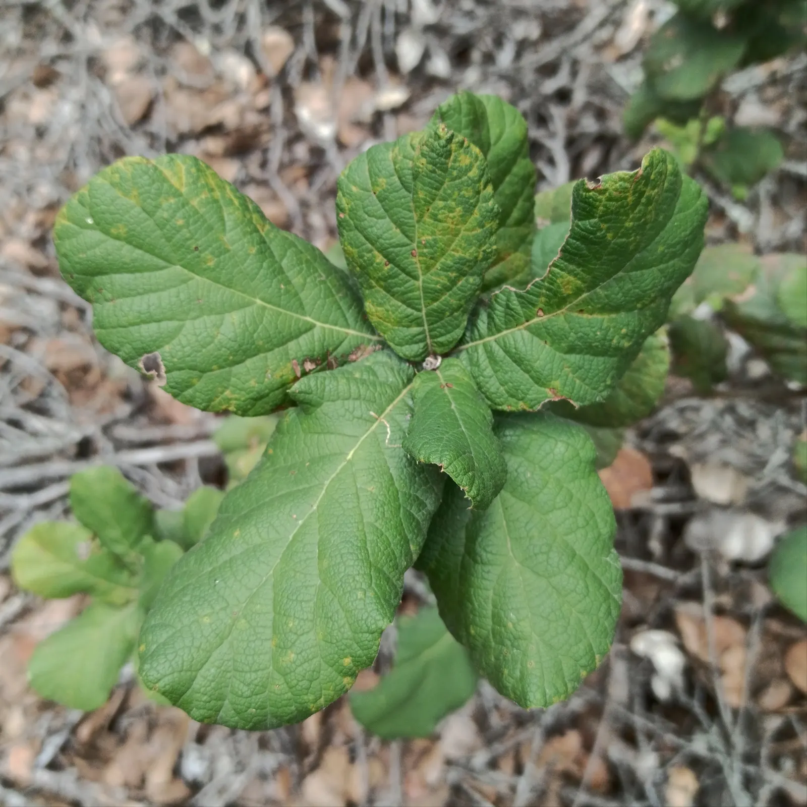 Netleaf Oak (Quercus Rugosa) — This hardy species prefers full sun and adapts to various soil types, with moderate water needs