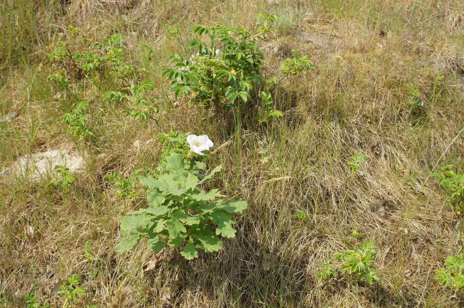 Netleaf Oak (Quercus Rugosa) — The Netleaf Oak (Quercus rugosa) is a robust; thriving in USDA zones 7-10, it reaches heights of 30-50 feet with a similar