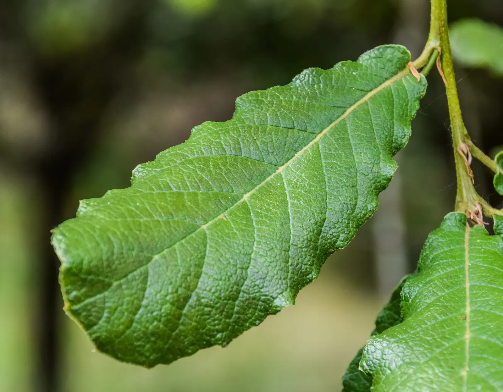 Netleaf Oak (Quercus Rugosa) — offering dense shade with its deep green