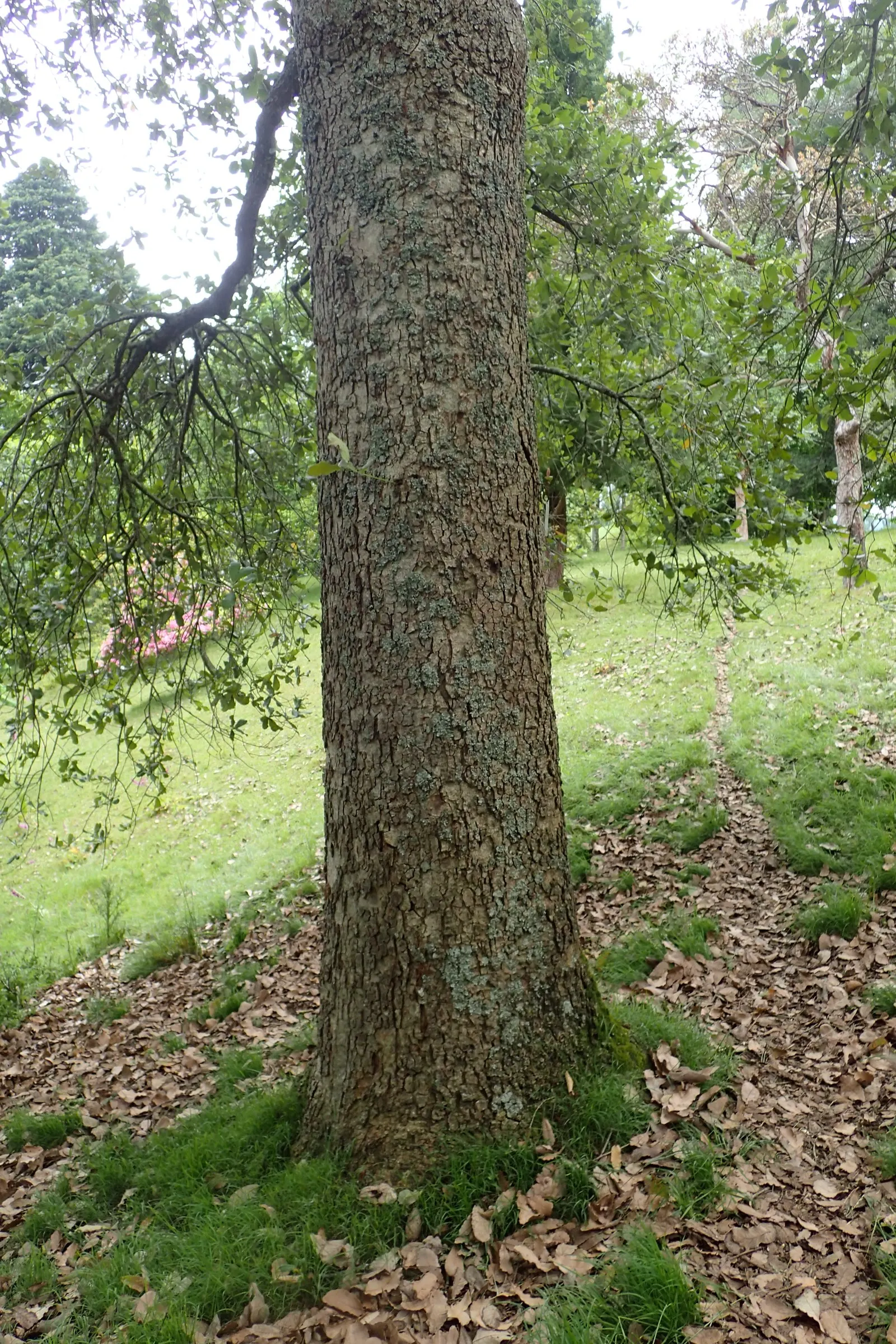 Netleaf Oak (Quercus Rugosa) — plan for seasonal leaf drop