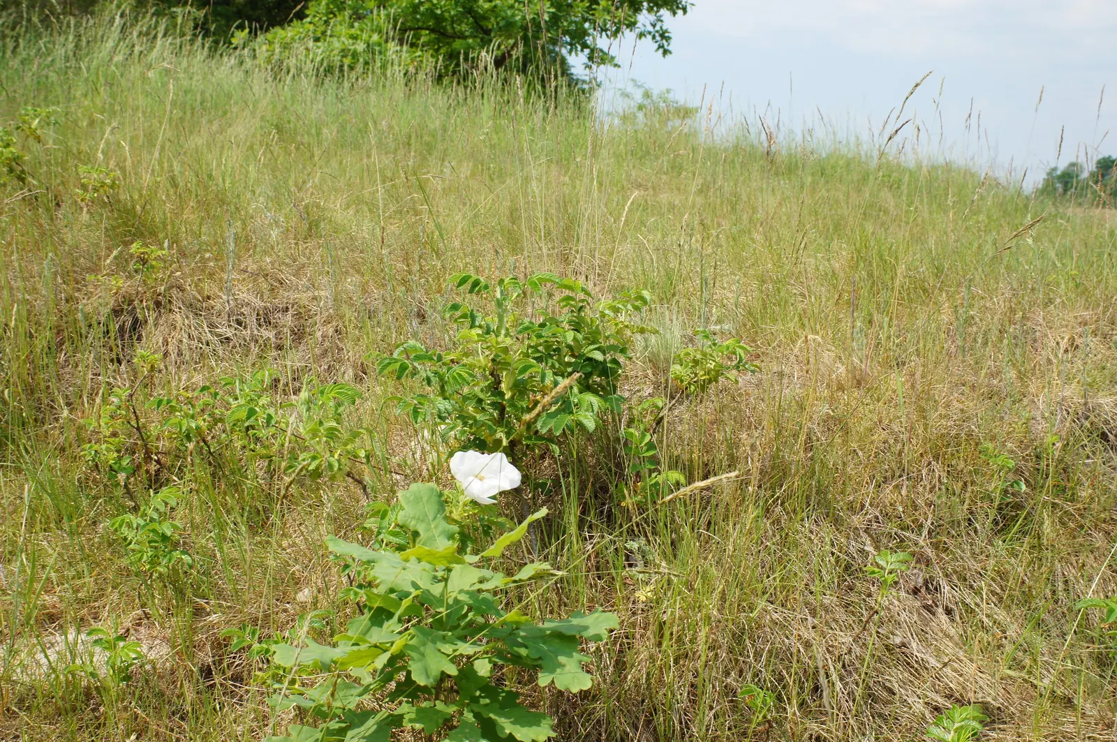 Netleaf Oak (Quercus Rugosa) — notable for its deeply lobed