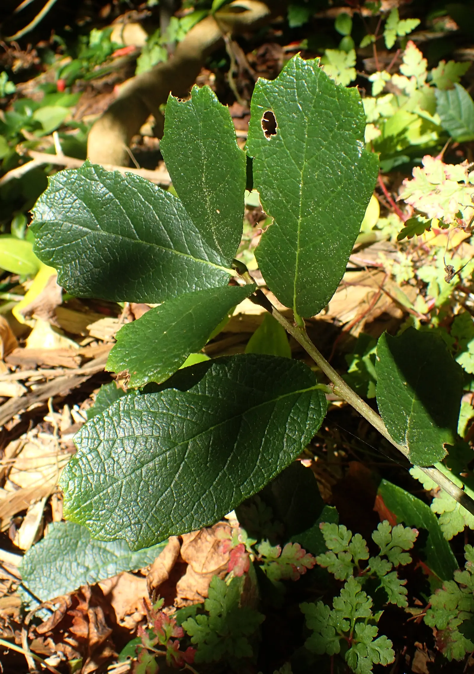 Netleaf Oak (Quercus Rugosa) — yellow flowers in the garden
