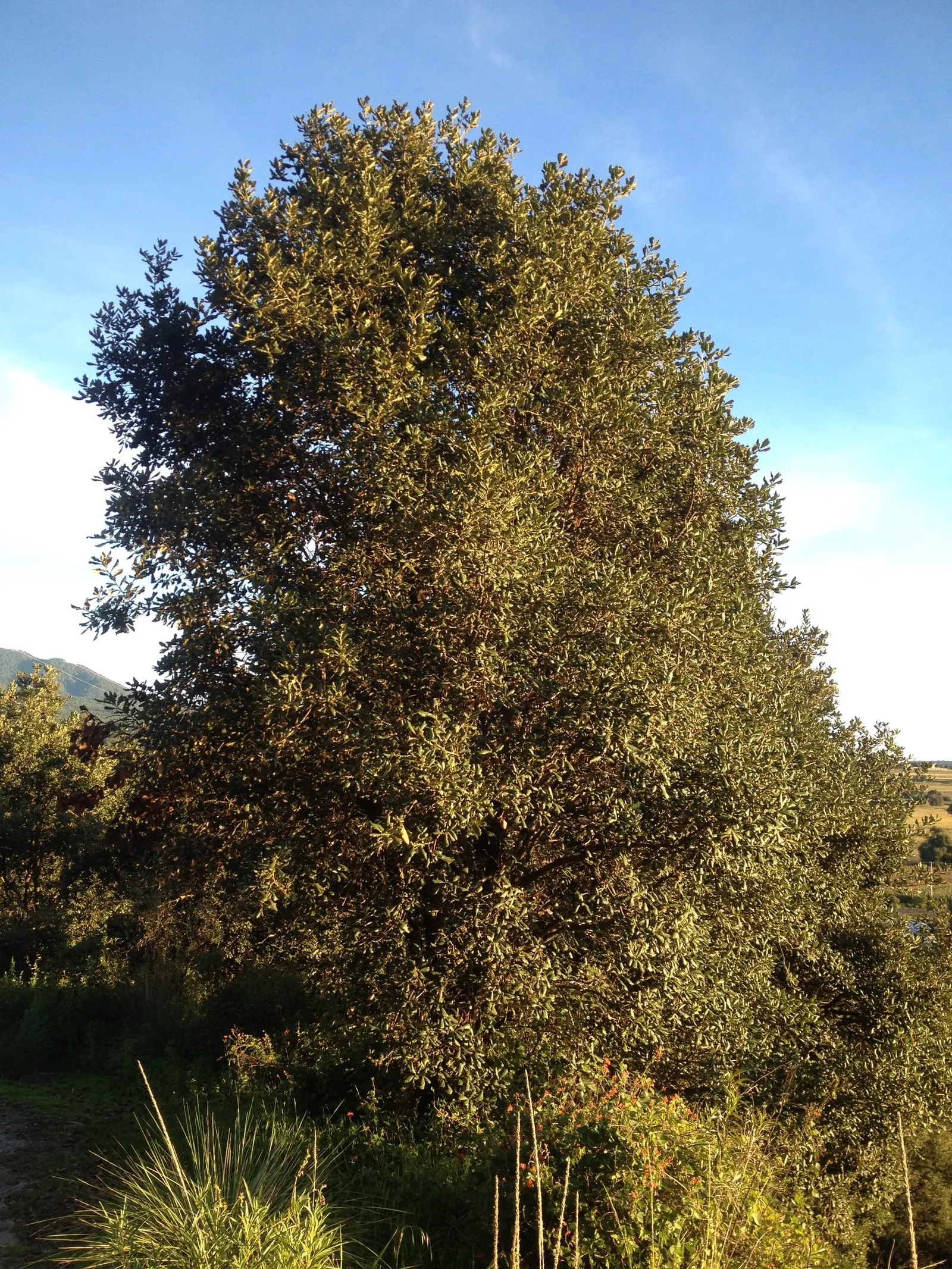 Netleaf Oak (Quercus Rugosa) — The Netleaf Oak (Quercus rugosa) is a robust