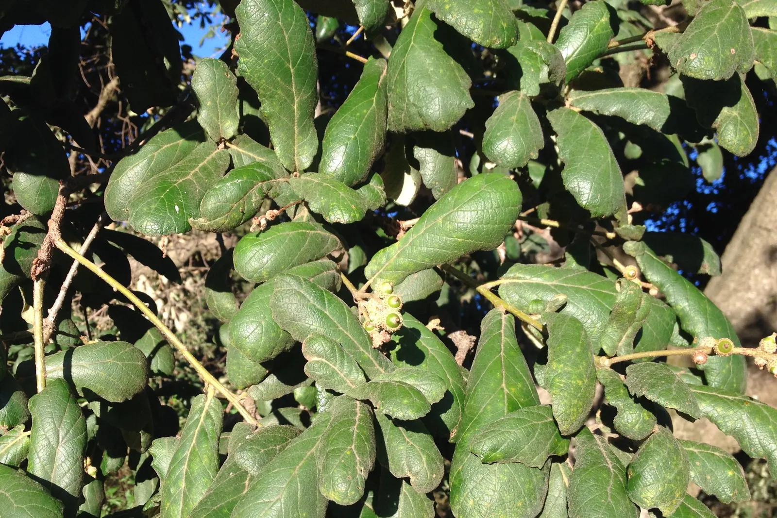 Netleaf Oak (Quercus Rugosa) — Originating from high-altitude forests in the southwestern United States and parts of Central America; it also withstands urban