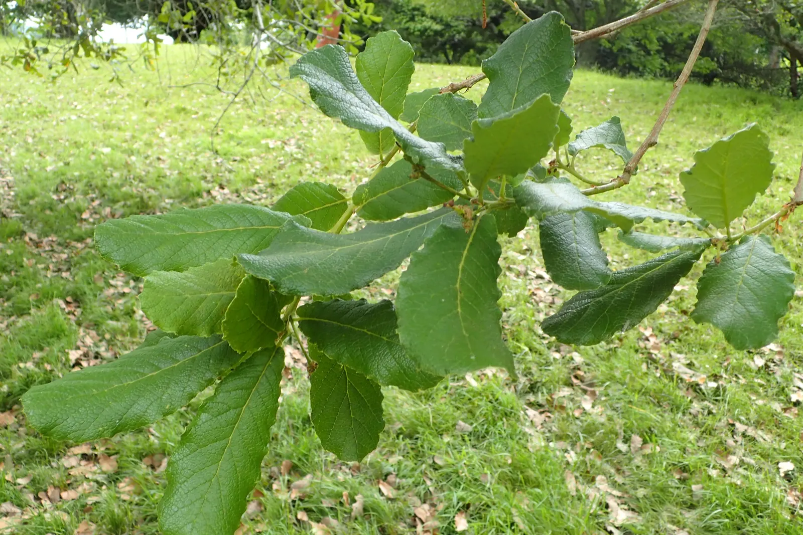 Netleaf Oak (Quercus Rugosa) — turning a rich golden-brown in the fall before shedding