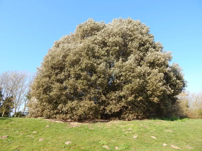 Netleaf Oak (Quercus Rugosa) — Its acorns attract wildlife, making it ideal for naturalistic landscapes and habitat restoration projects; allow ample space for