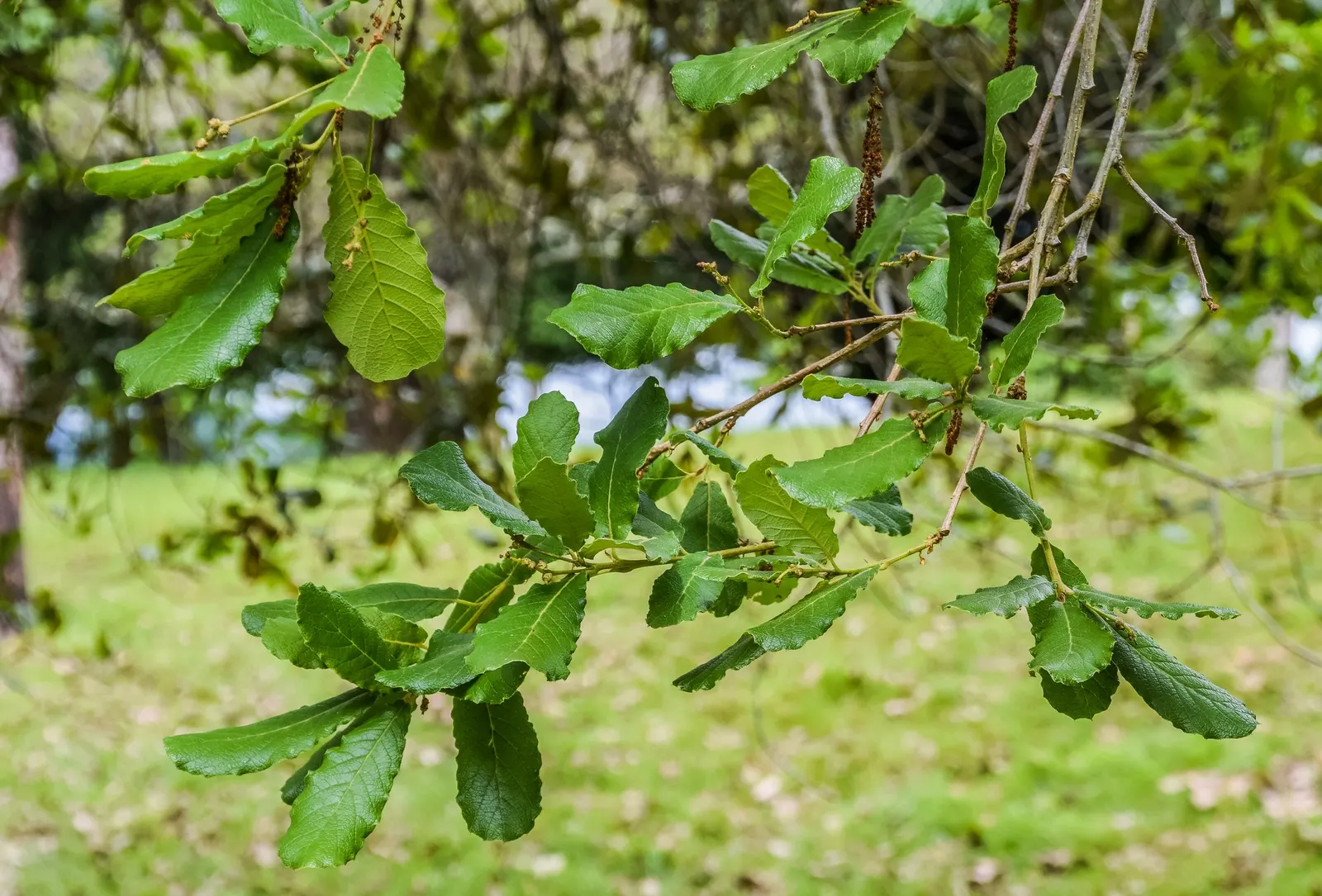 Netleaf Oak (Quercus Rugosa) — allow ample space for its mature spread