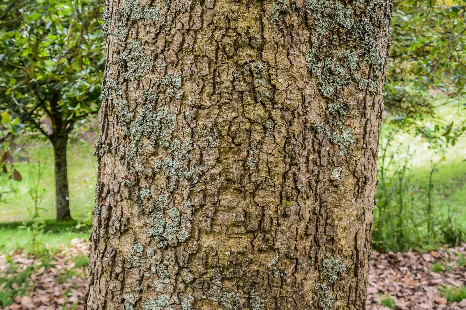 Netleaf Oak (Quercus Rugosa) — leathery leaves with a wrinkled texture