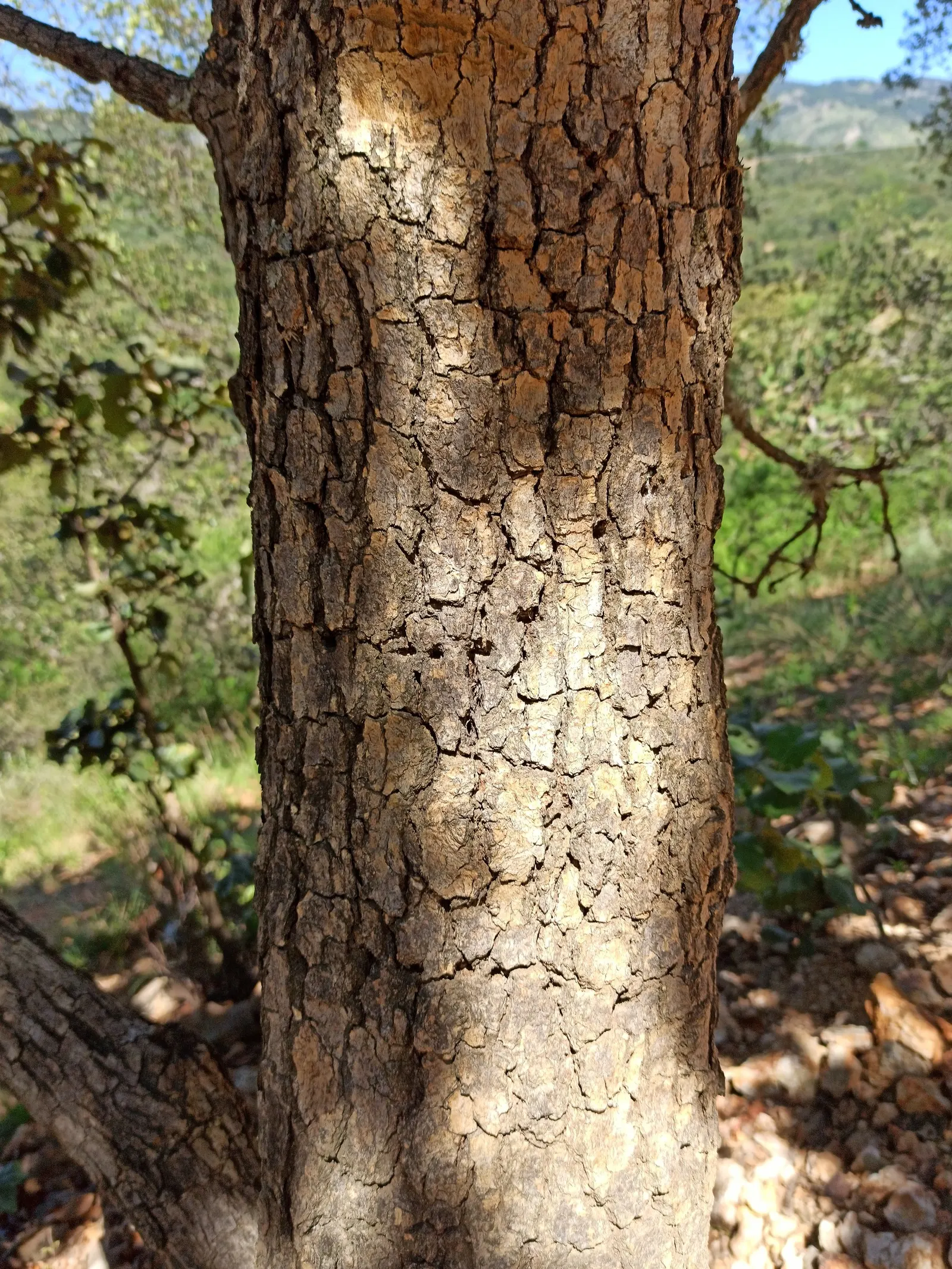 Netleaf Oak (Quercus Rugosa) — the Netleaf Oak is tolerant of a diverse range of soil types and moisture levels