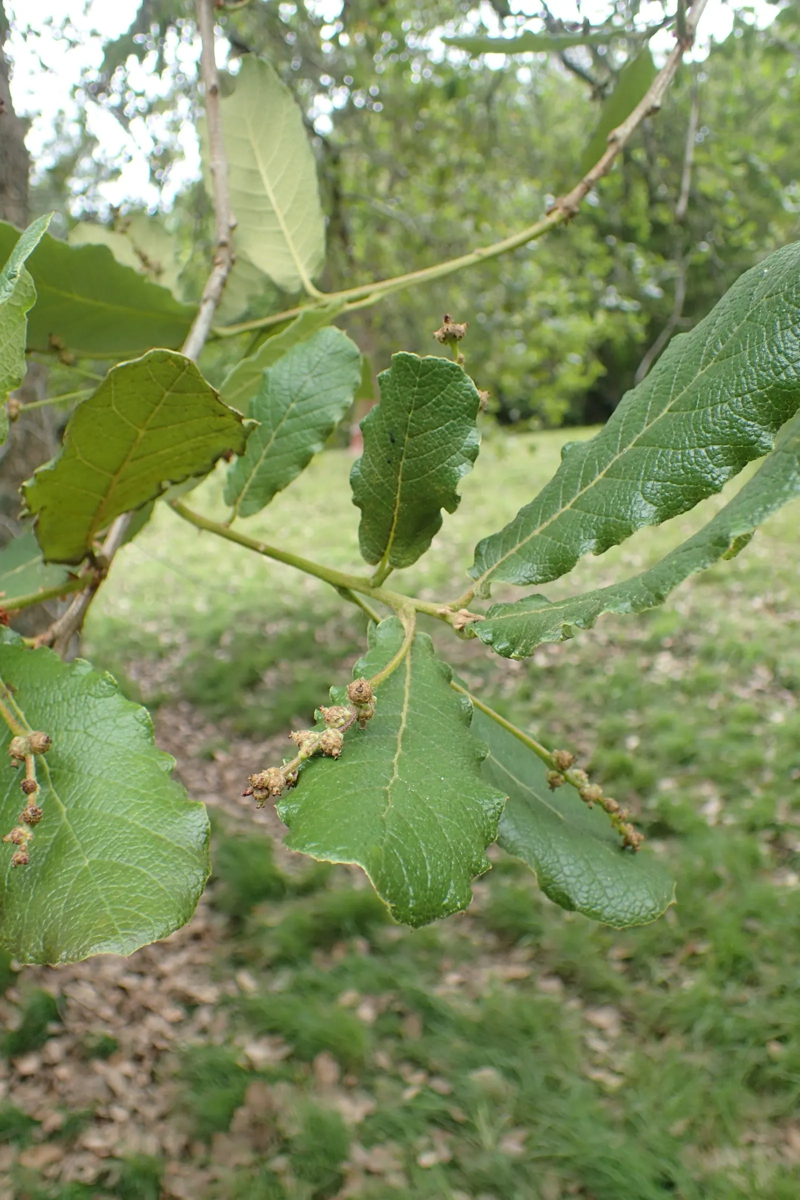 Netleaf Oak (Quercus Rugosa) — scientifically known as Quercus rugosa; notable for its deeply lobed