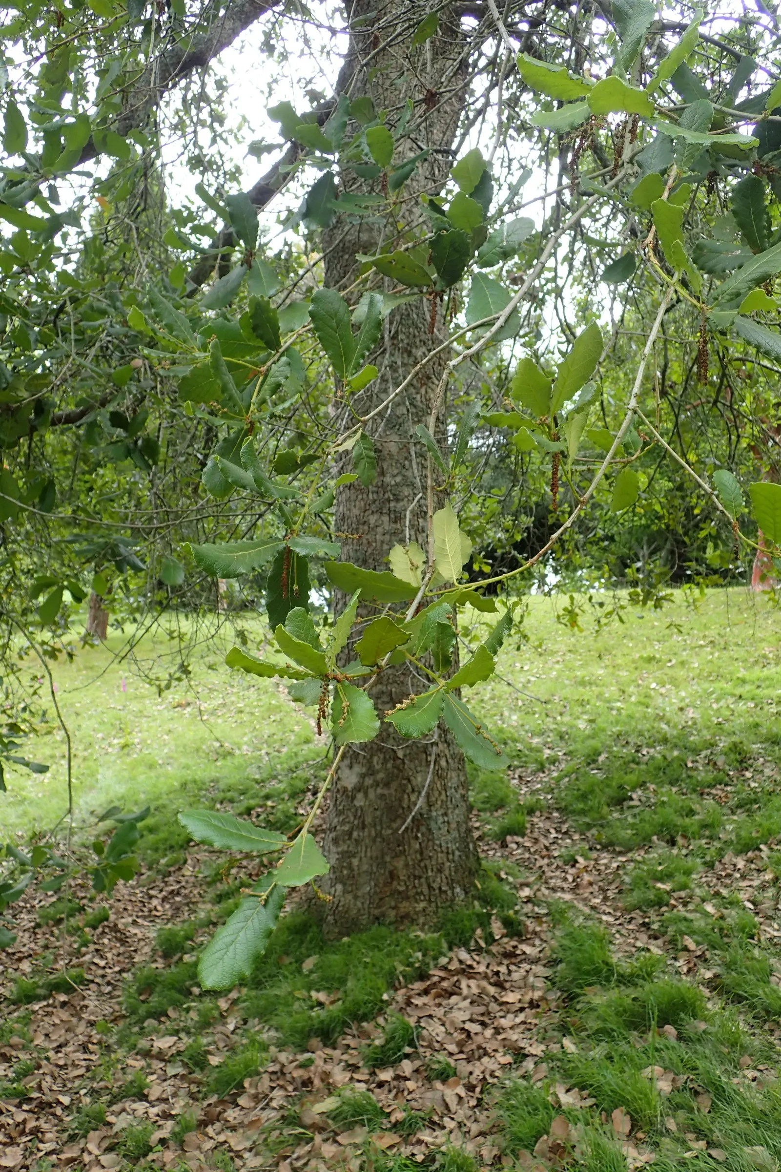 Netleaf Oak (Quercus Rugosa) — This hardy species prefers full sun and adapts to various soil types, with moderate water needs; offering dense shade with its