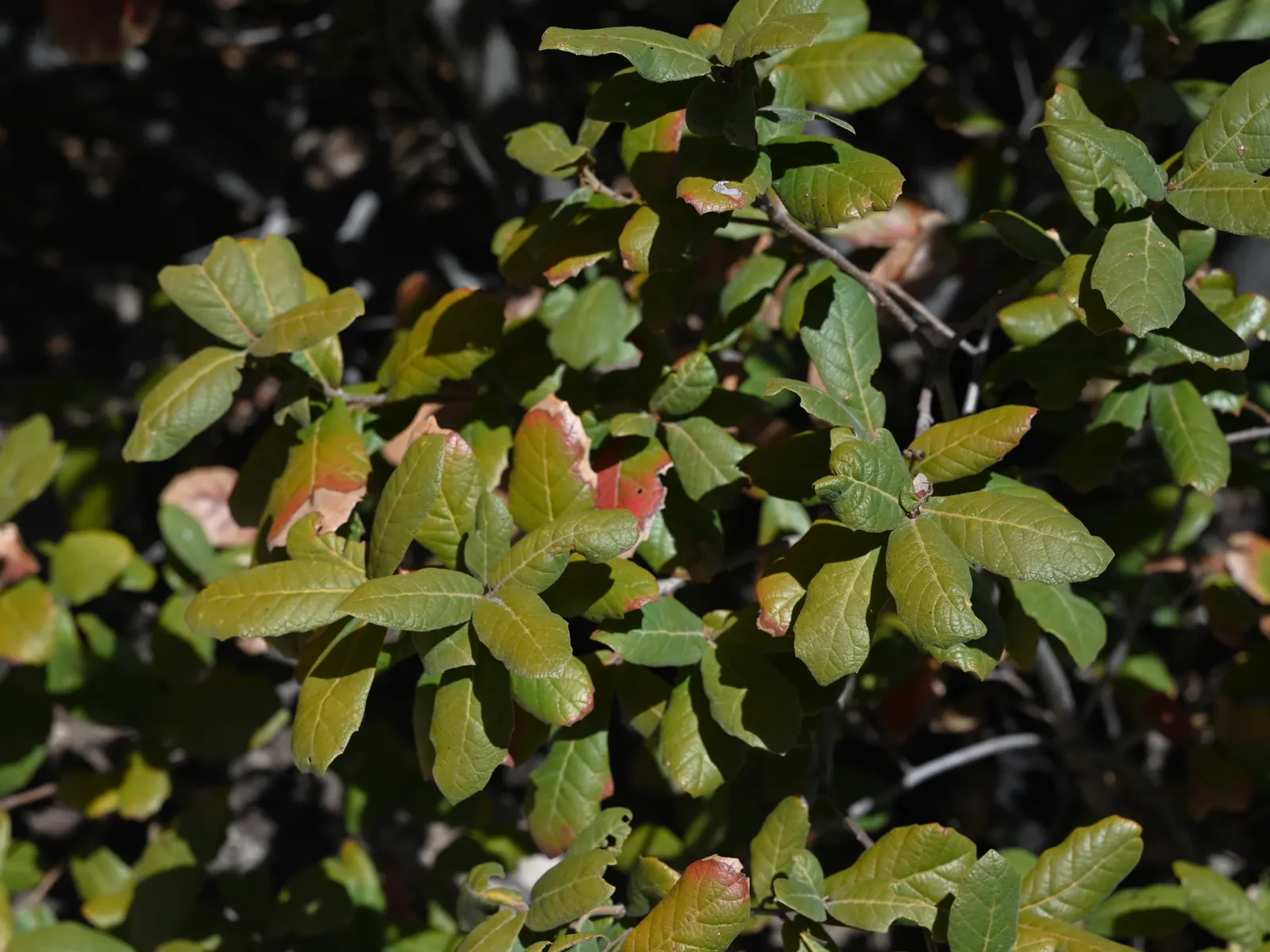 Netleaf Oak (Quercus Rugosa) — offering dense shade with its deep green; the Netleaf Oak (Quercus rugosa) is a robust
