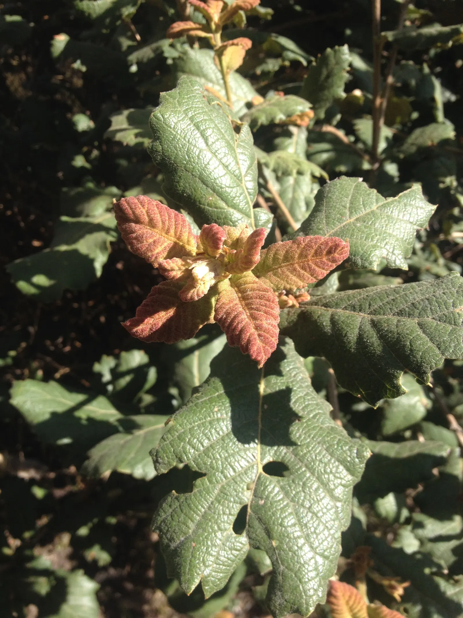 Netleaf Oak (Quercus Rugosa) — notable for its deeply lobed; which ranges from 3 to 6 inches in length