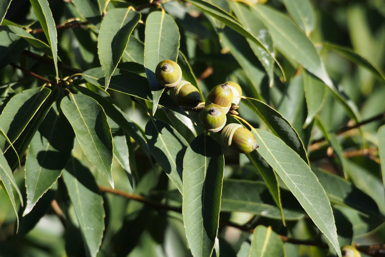 Netleaf Oak (Quercus Rugosa) — Originating from high-altitude forests in the southwestern United States and parts of Central America
