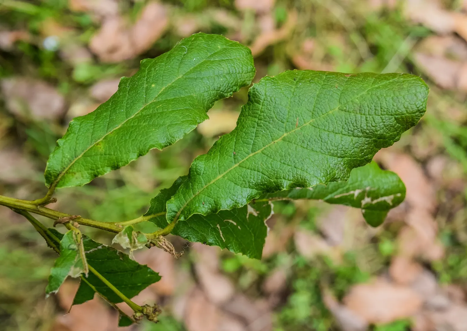 Netleaf Oak (Quercus Rugosa) — Thriving in USDA zones 7-10, it reaches heights of 30-50 feet with a similar canopy spread
