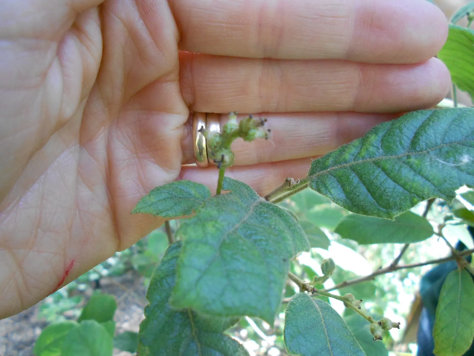 Netleaf Oak (Quercus Rugosa) — Thriving in USDA zones 7-10, it reaches heights of 30-50 feet with a similar canopy spread; leathery leaves with a wrinkled