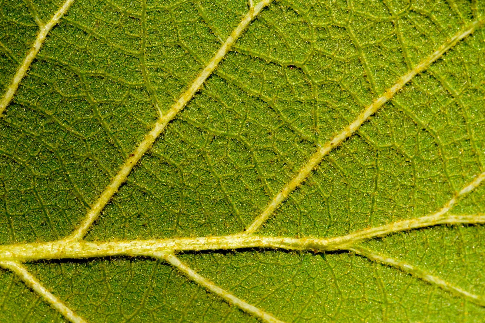 Netleaf Oak (Quercus Rugosa) — which ranges from 3 to 6 inches in length