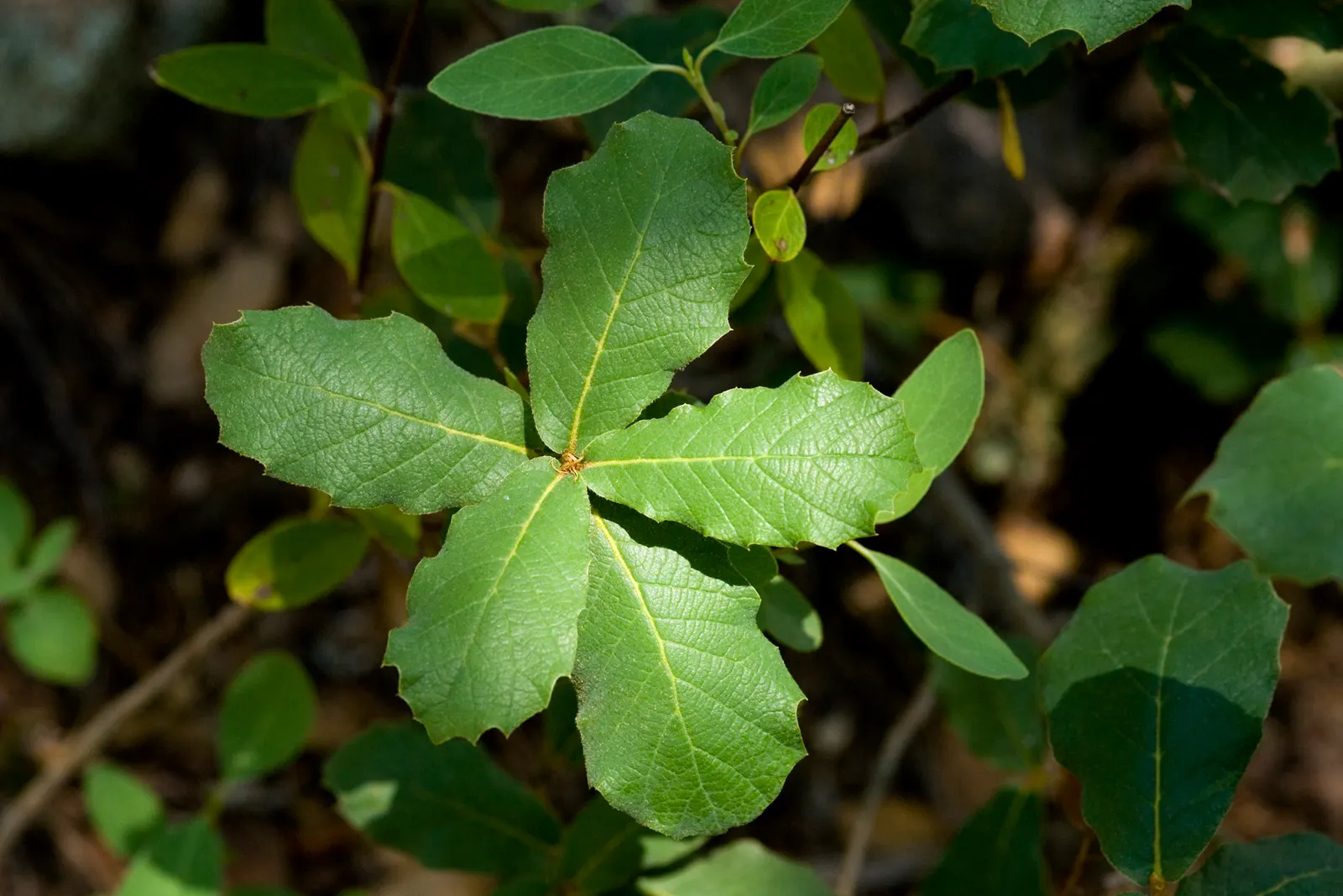 Netleaf Oak (Quercus Rugosa) — scientifically known as Quercus rugosa