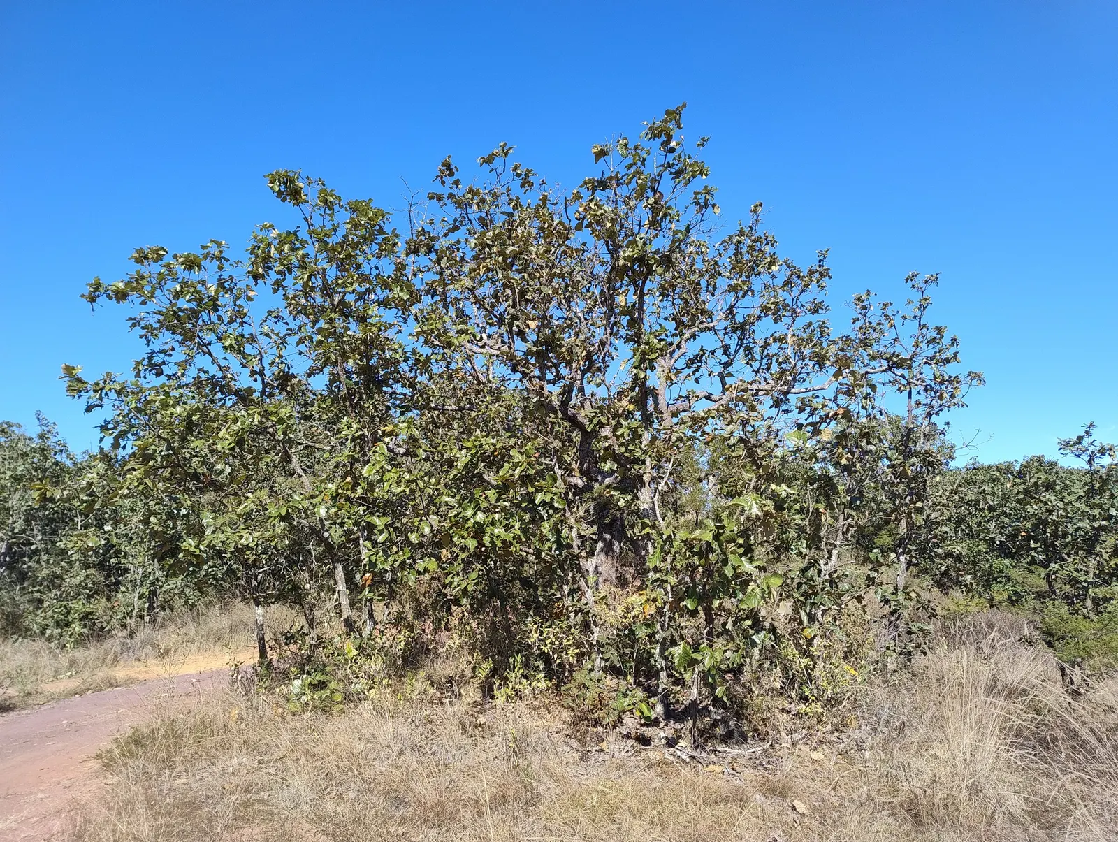 Netleaf Oak (Quercus Rugosa) — though it prefers well-draining sites