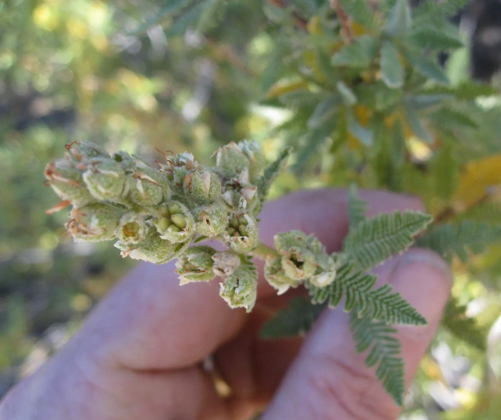 Fernbush (Chamaebatiaria Millefolium) — Preferring USDA zones 4-8, it thrives in full sun with well-draining soil