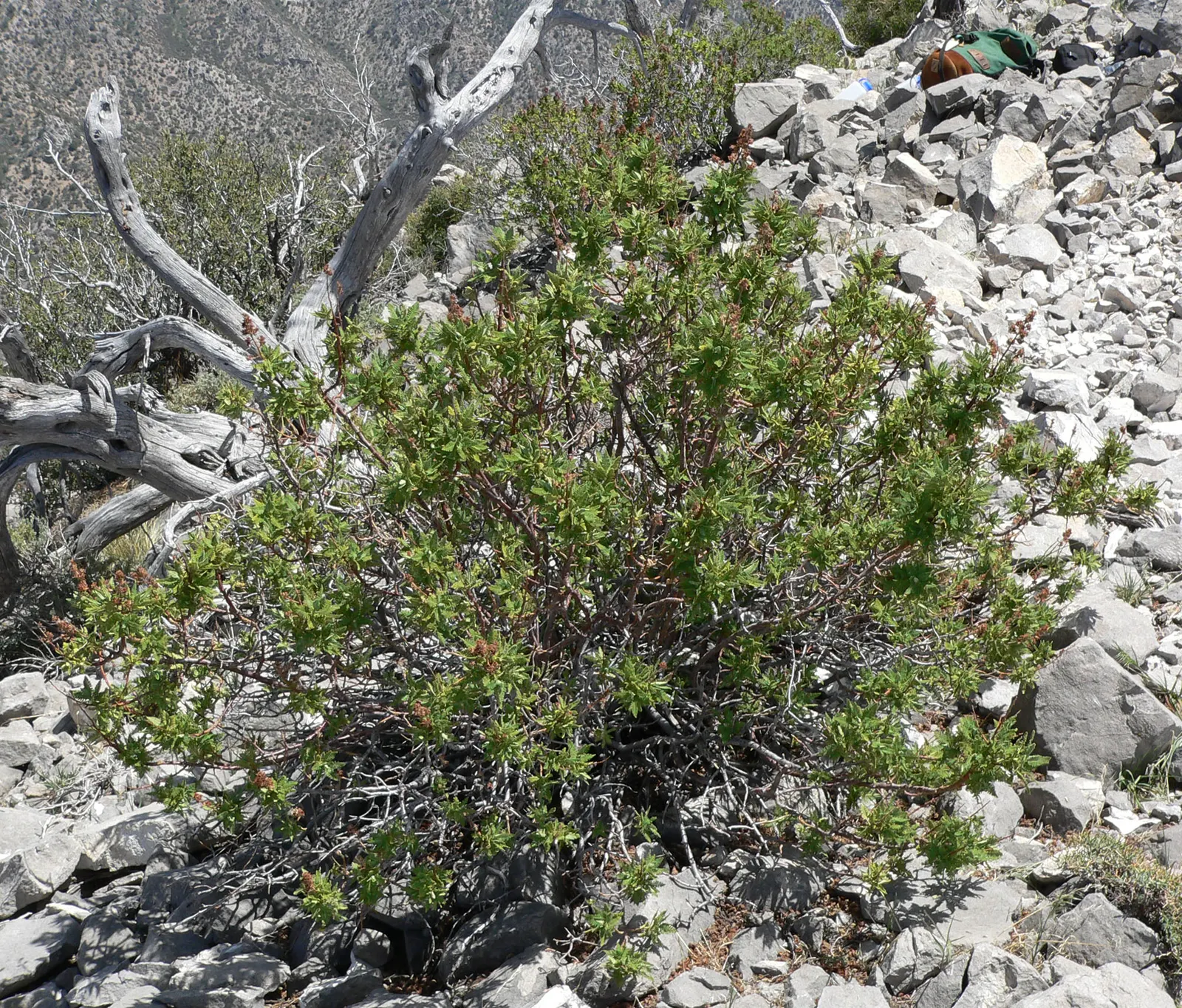 Fernbush (Chamaebatiaria Millefolium) — typically around July to August; this versatile plant grows to an average size of 3 to 5 feet in both height and spread