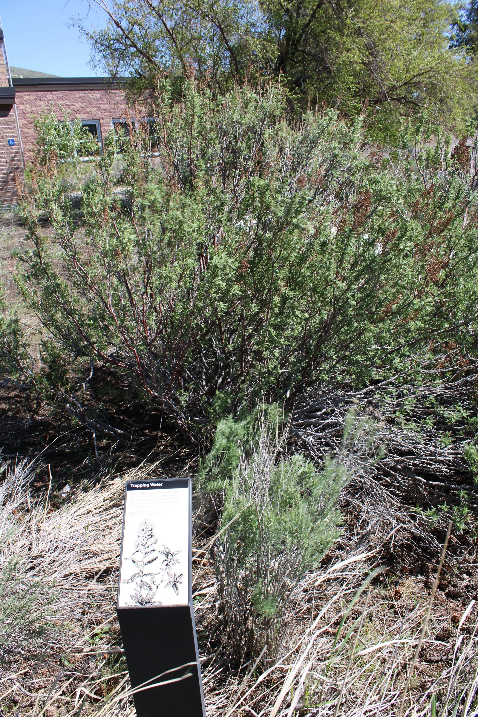 Fernbush (Chamaebatiaria Millefolium) — It requires minimal pruning to maintain shape and health