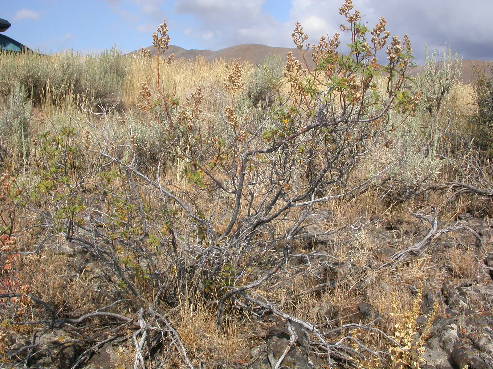 Fernbush (Chamaebatiaria Millefolium) — renowned for its finely dissected leaves and fern-like appearance; scientifically known as Chamaebatiaria millefolium