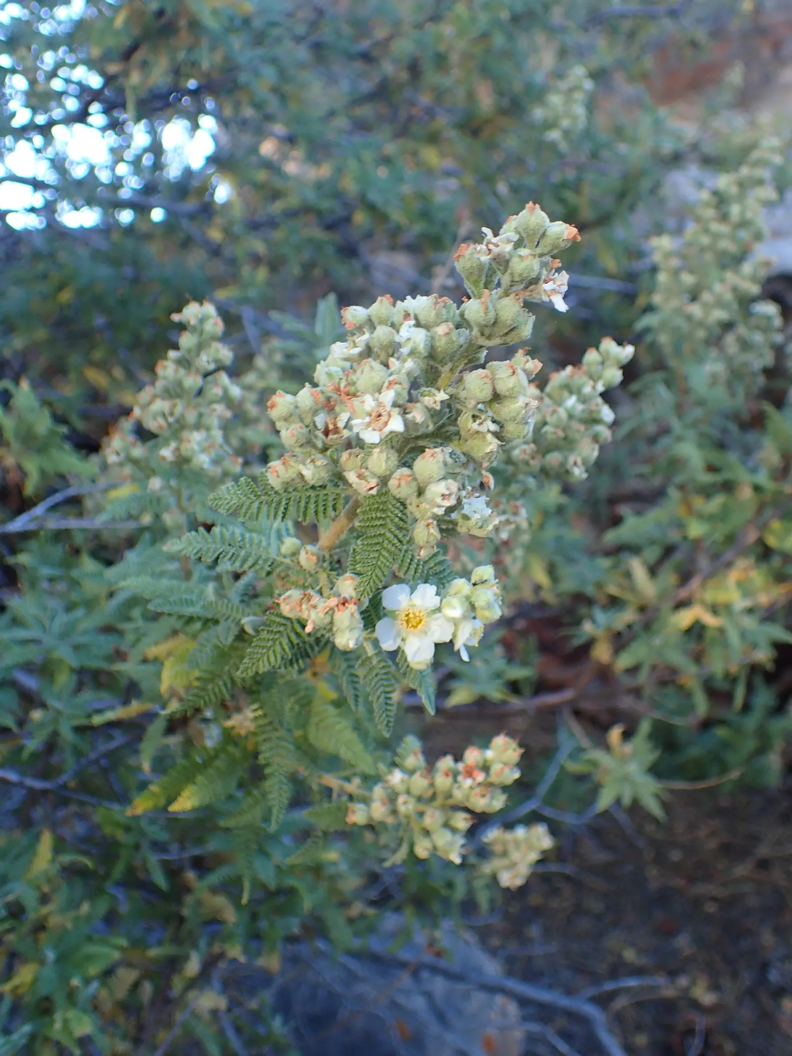 Fernbush (Chamaebatiaria Millefolium) — although seldom necessary