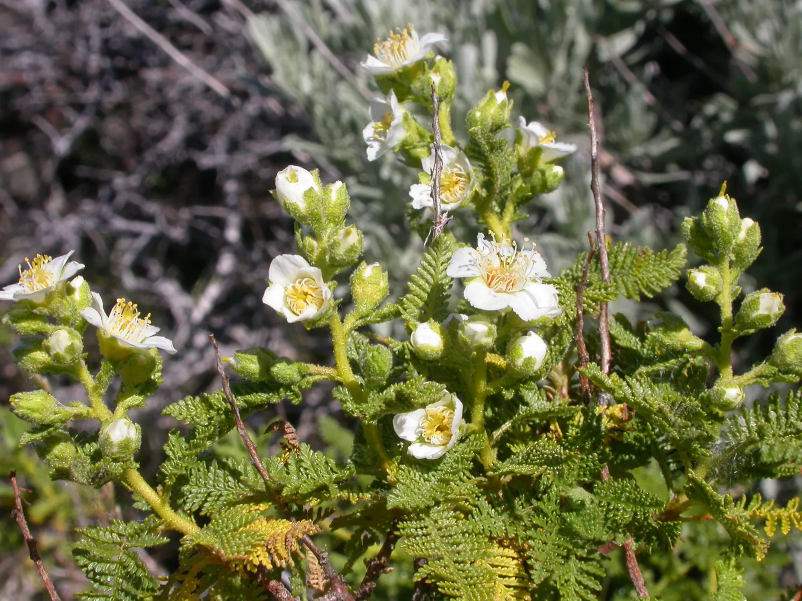 Fernbush (Chamaebatiaria Millefolium) — this low-maintenance plant is ideal for adding texture to water-wise gardens and attracting pollinators; typically