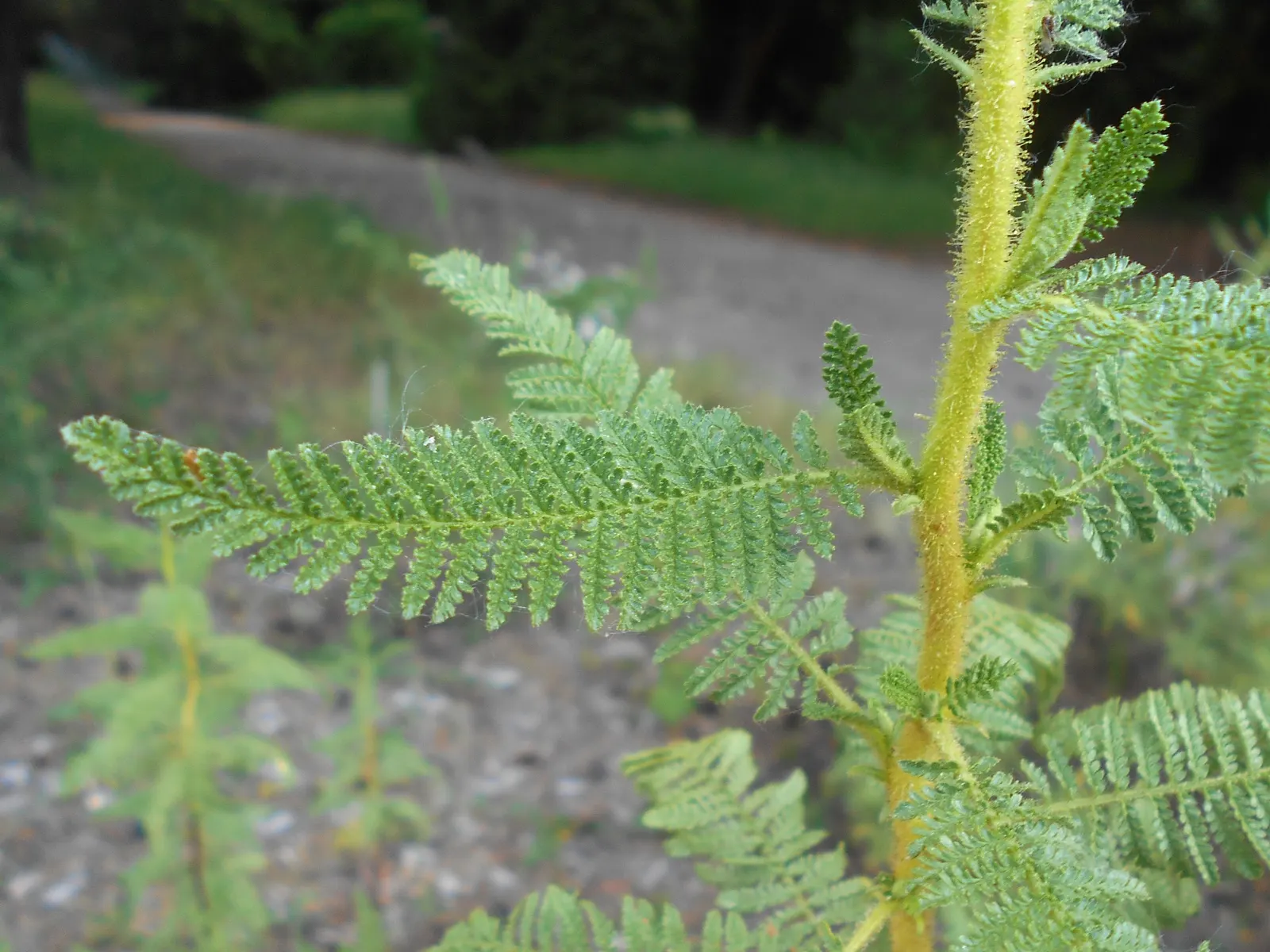 Fernbush (Chamaebatiaria Millefolium) — fragrant flowers blooming in summer; it prefers well-drained soils but can tolerate a range of soil types