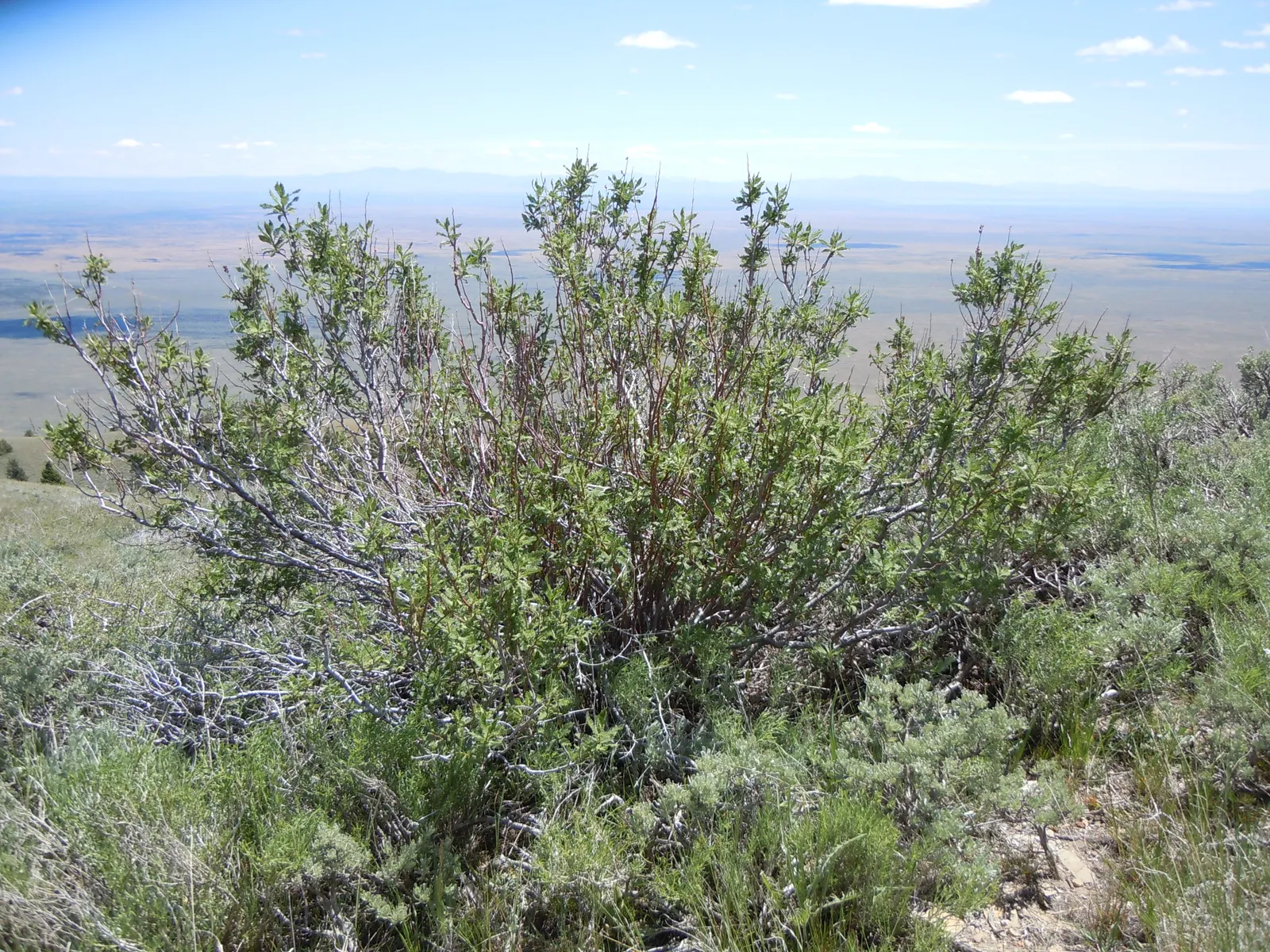 Fernbush (Chamaebatiaria Millefolium) — Preferring USDA zones 4-8, it thrives in full sun with well-draining soil; shrub with white blooms