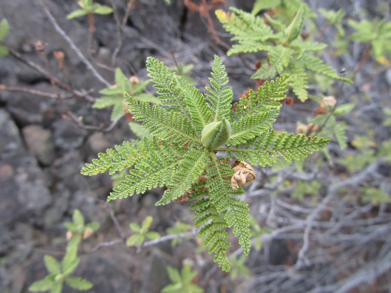 Fernbush (Chamaebatiaria Millefolium) — This versatile plant grows to an average size of 3 to 5 feet in both height and spread
