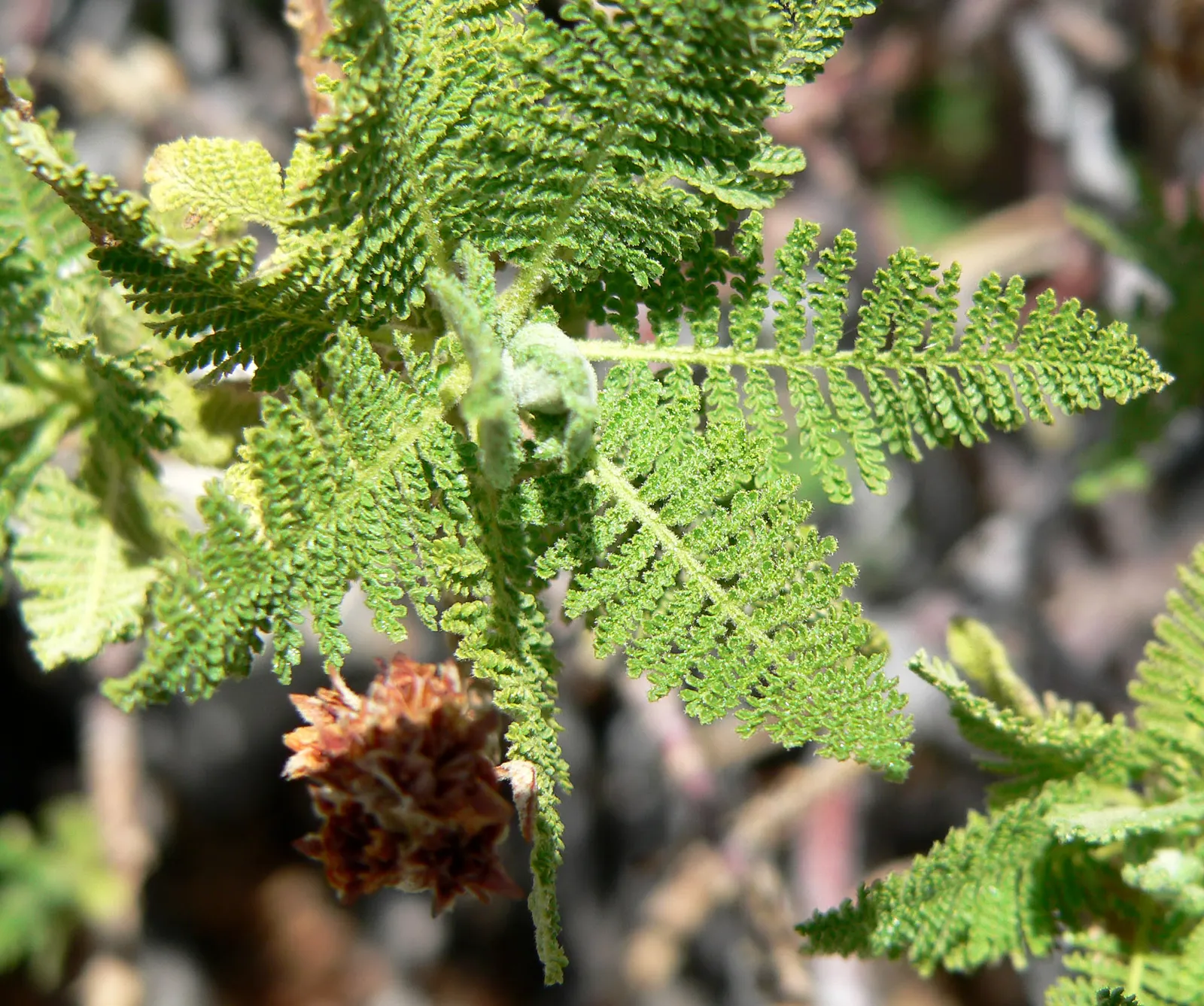 Fernbush (Chamaebatiaria Millefolium) — renowned for its finely dissected leaves and fern-like appearance