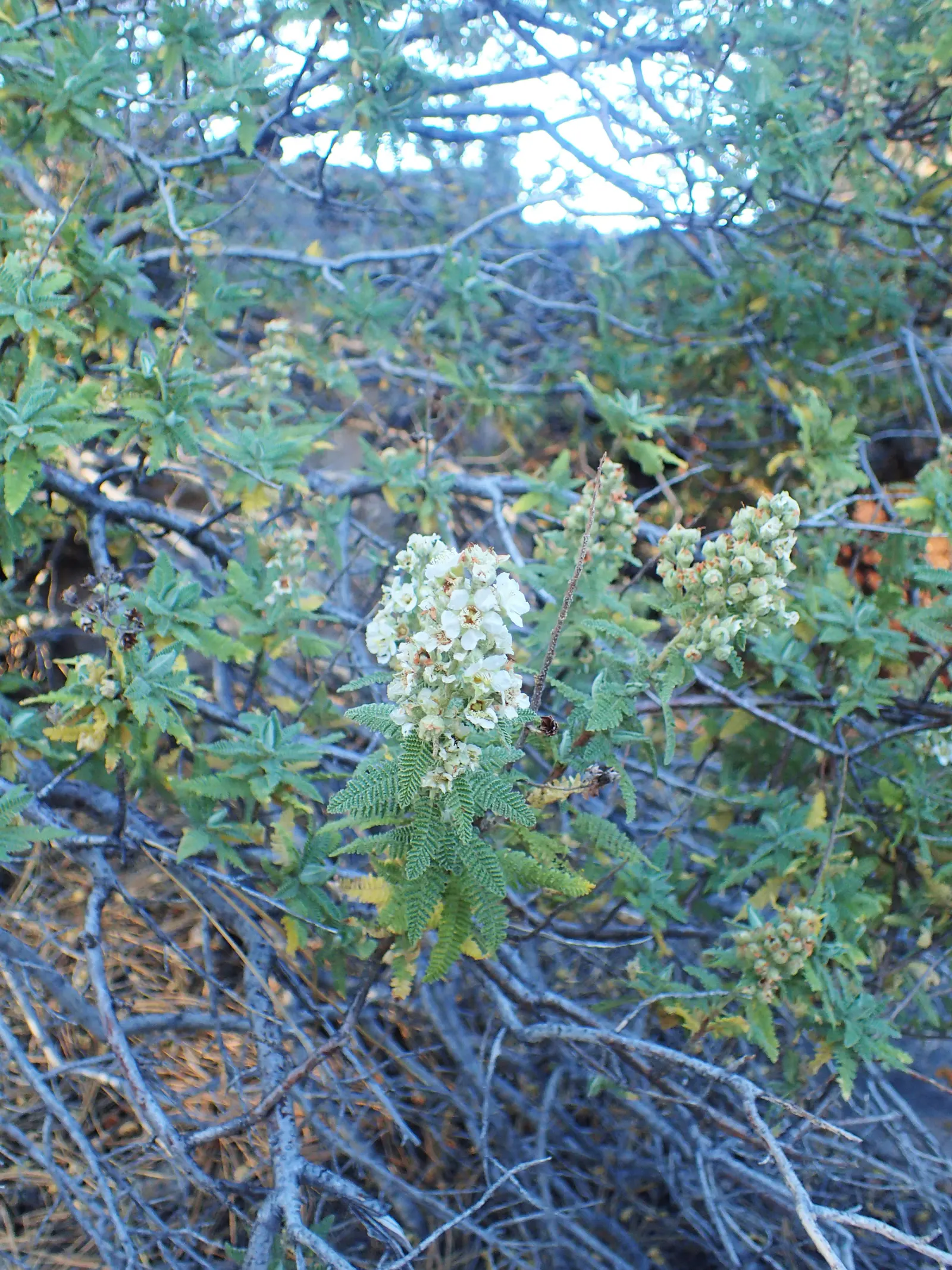 Fernbush (Chamaebatiaria Millefolium) — typically around July to August