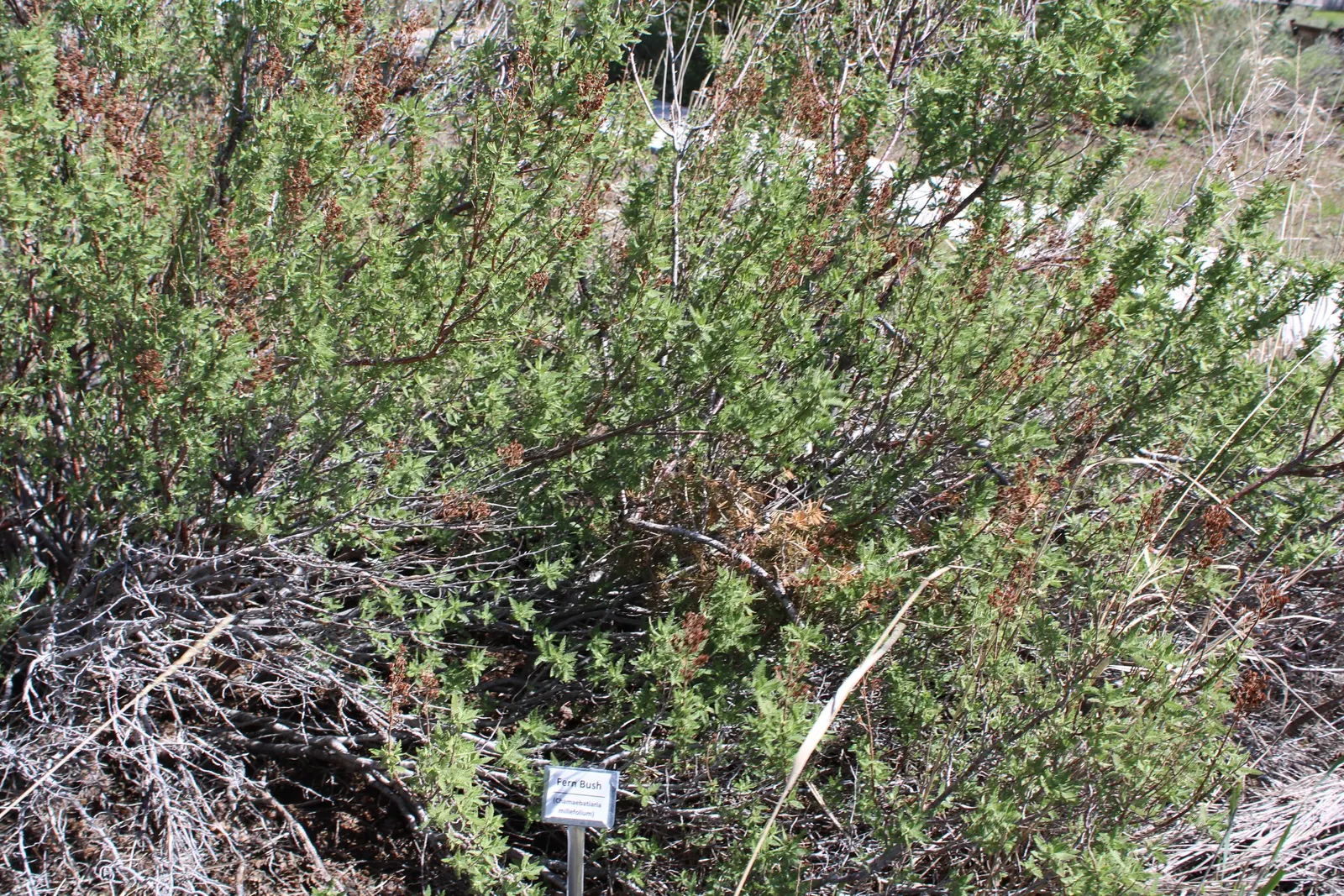 Fernbush (Chamaebatiaria Millefolium) — fern-like foliage and clusters of white